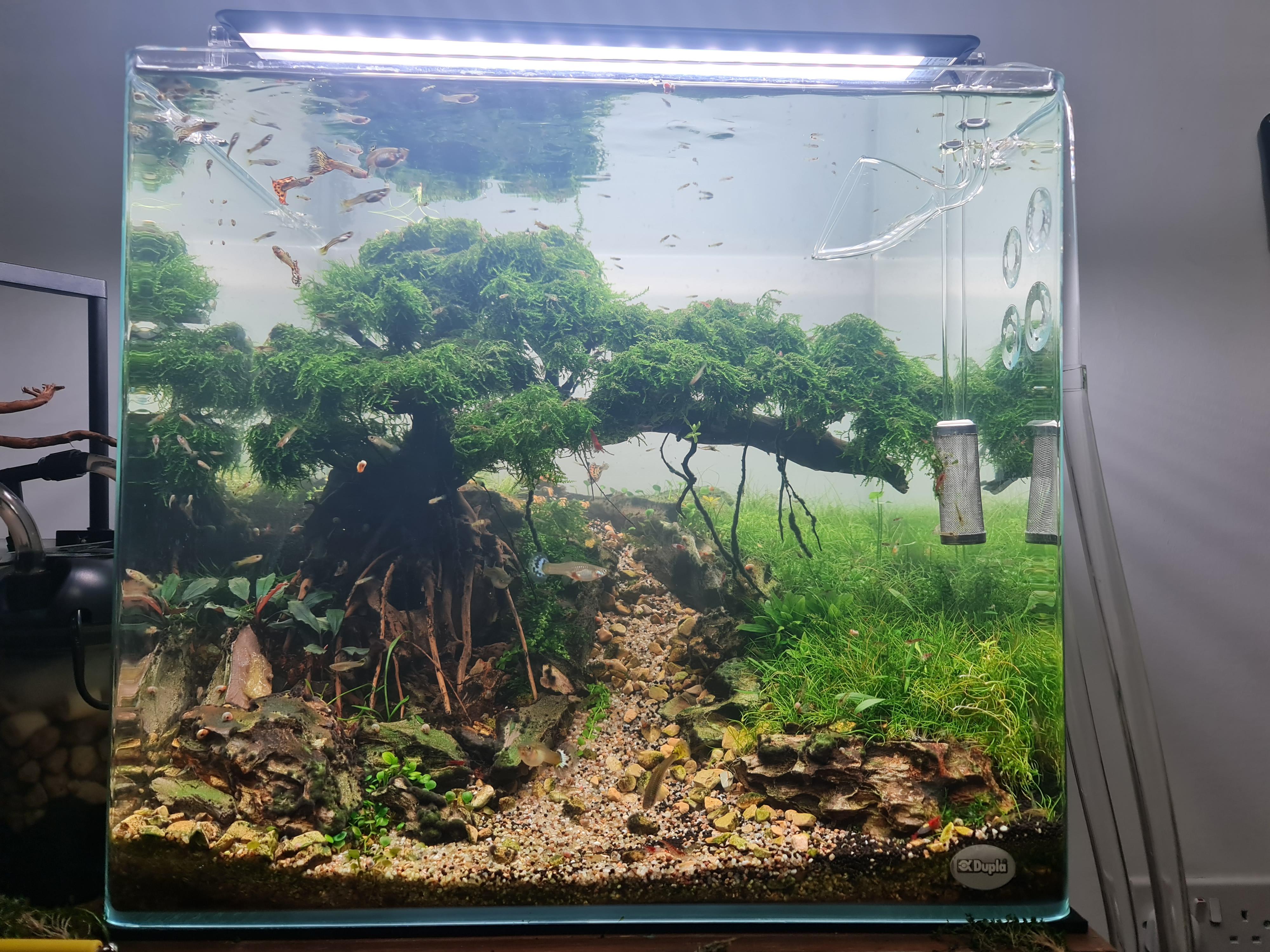 Abdomen ich wasche meine Kleidung Annahme aquascaping bonsai baum Wie