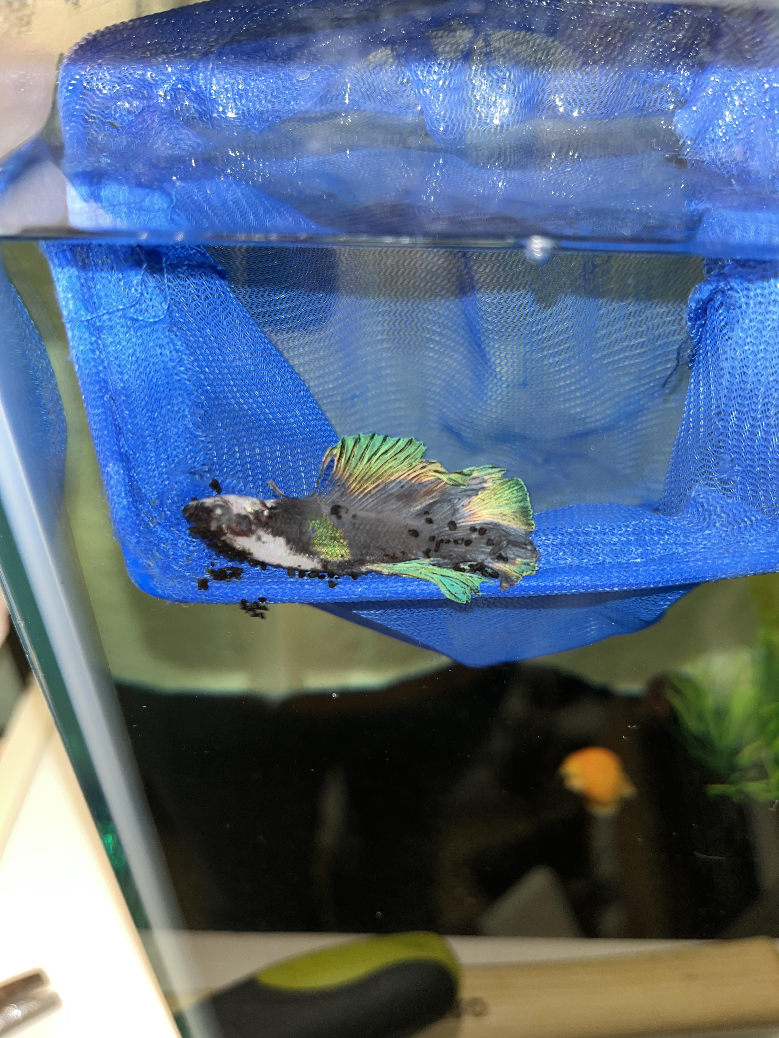 Can mystery snails kill bettas? r/bettafish