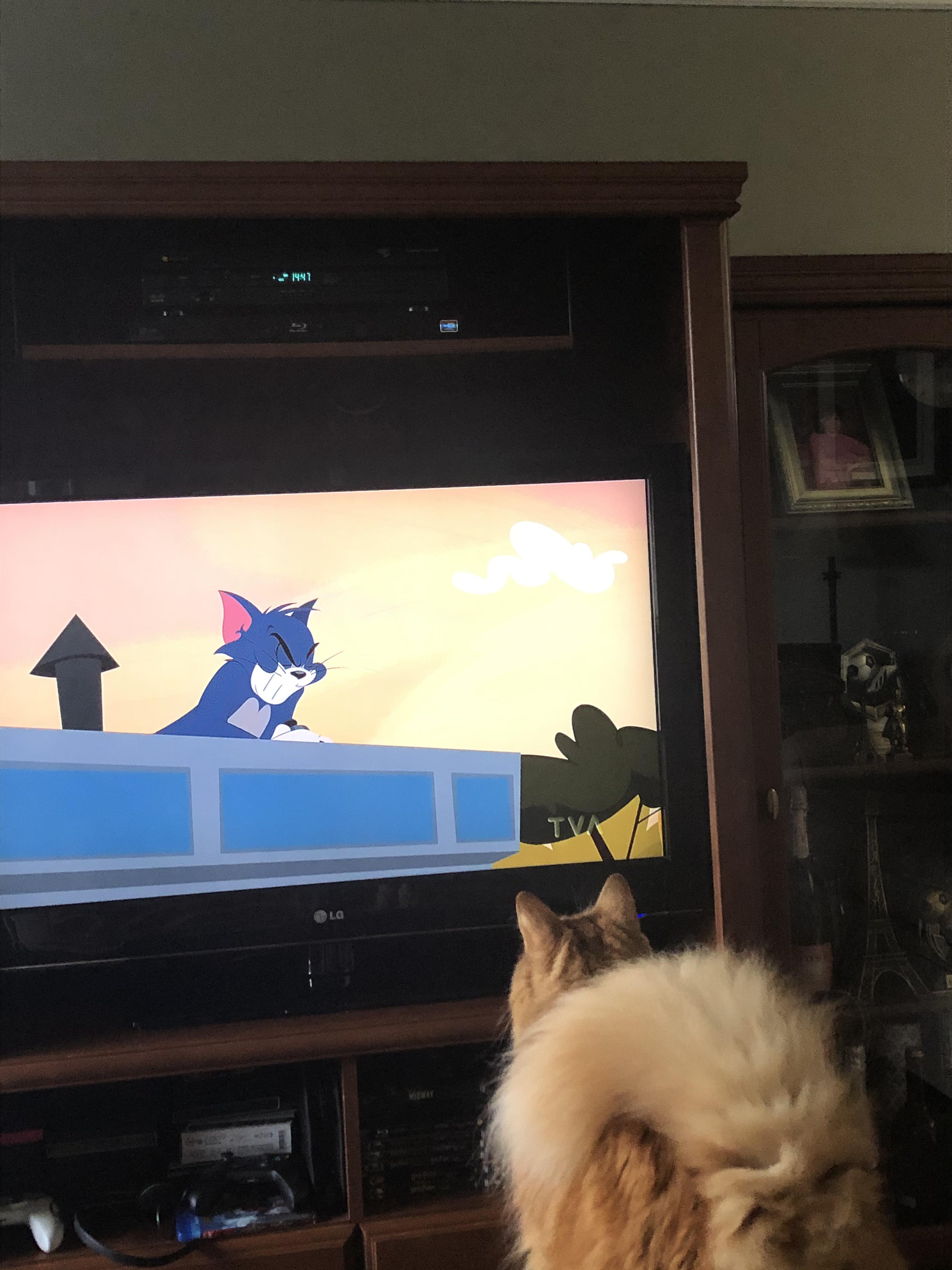 My cat loves watching cartoon cats on TV r/aww