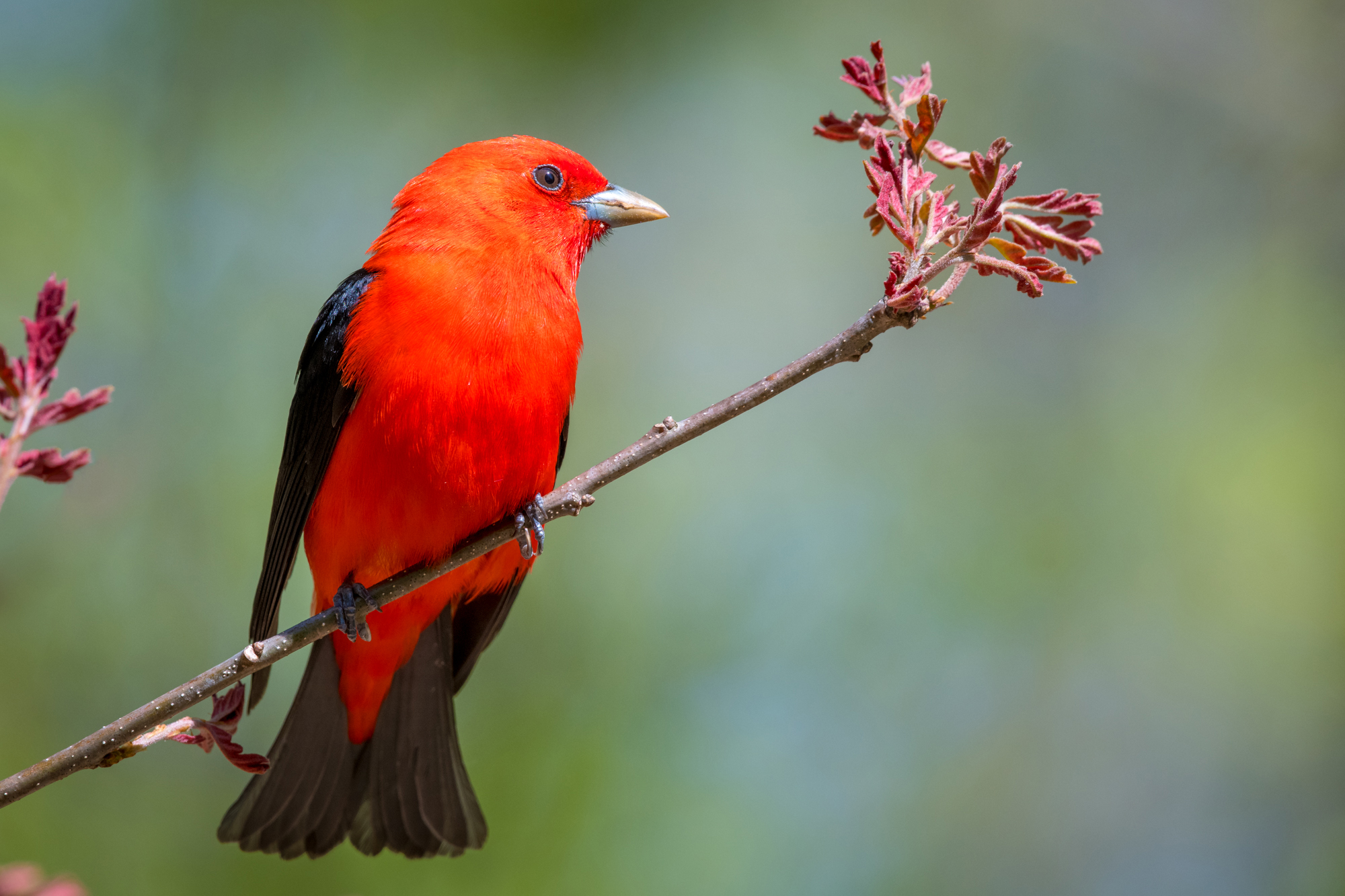 Scarlet Tanager (male) back on a beautiful spring May day in Connecticut [OC] [2000x1333] r