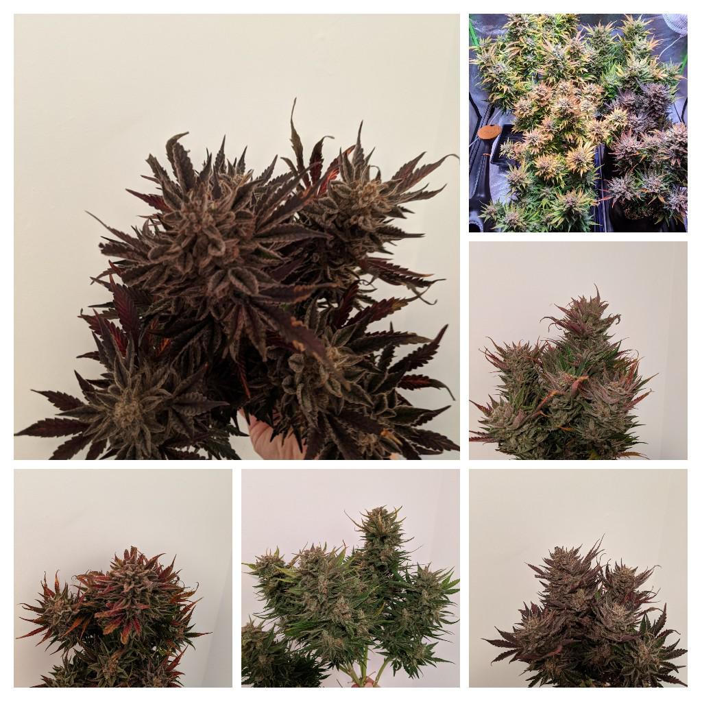 Chopped the 2 gallon pots today. r/Autoflowers