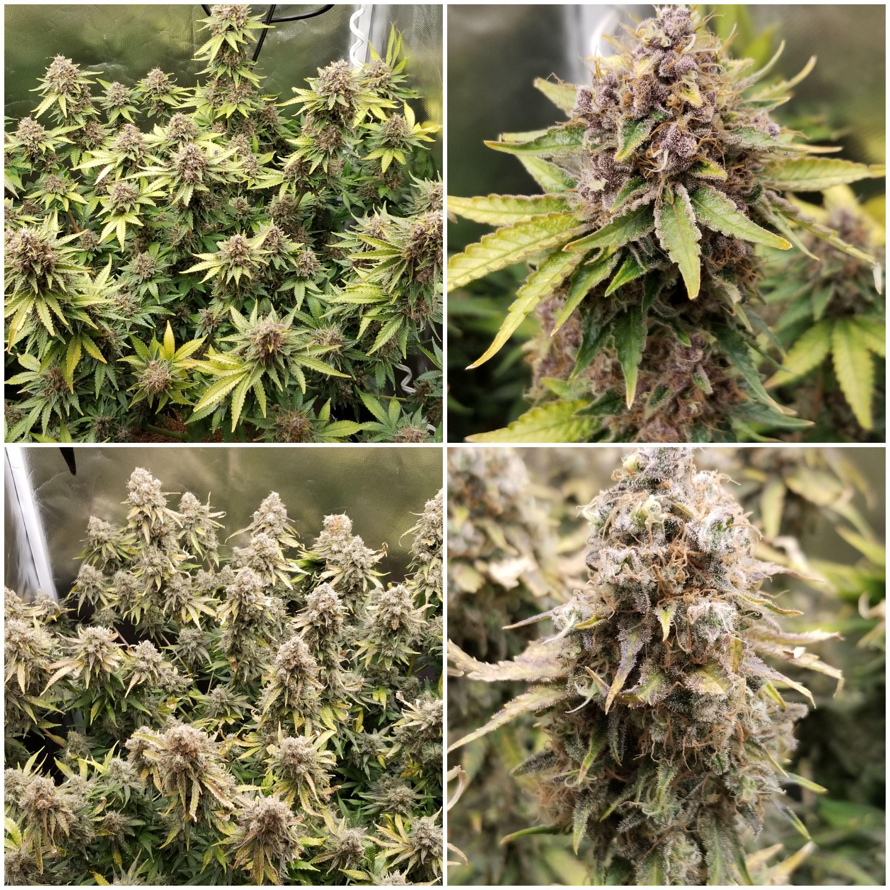 Pink Kush and Tangerine Dream 9weeks r/microgrowery