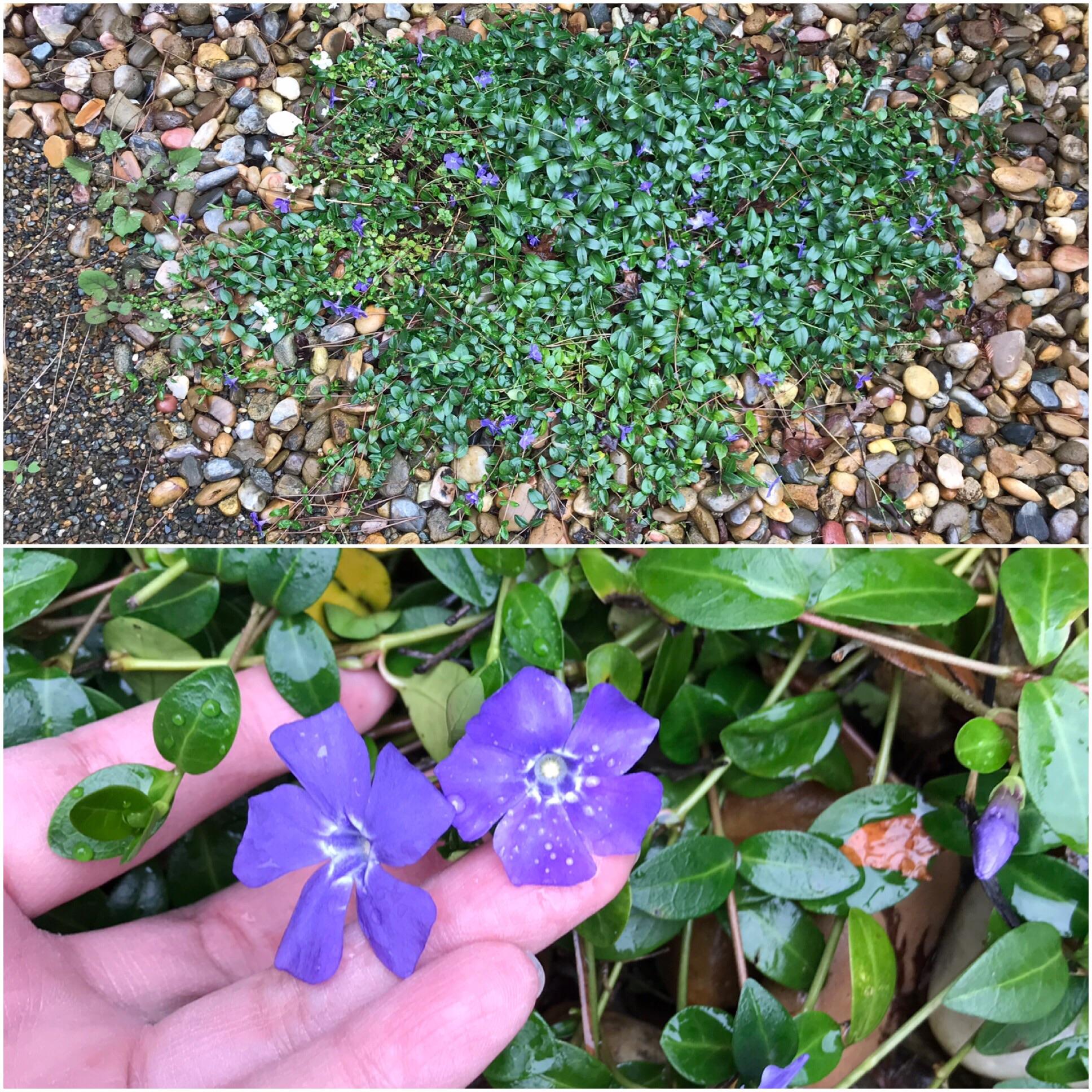 What is this ground cover? Zone 9b. r/whatsthisplant