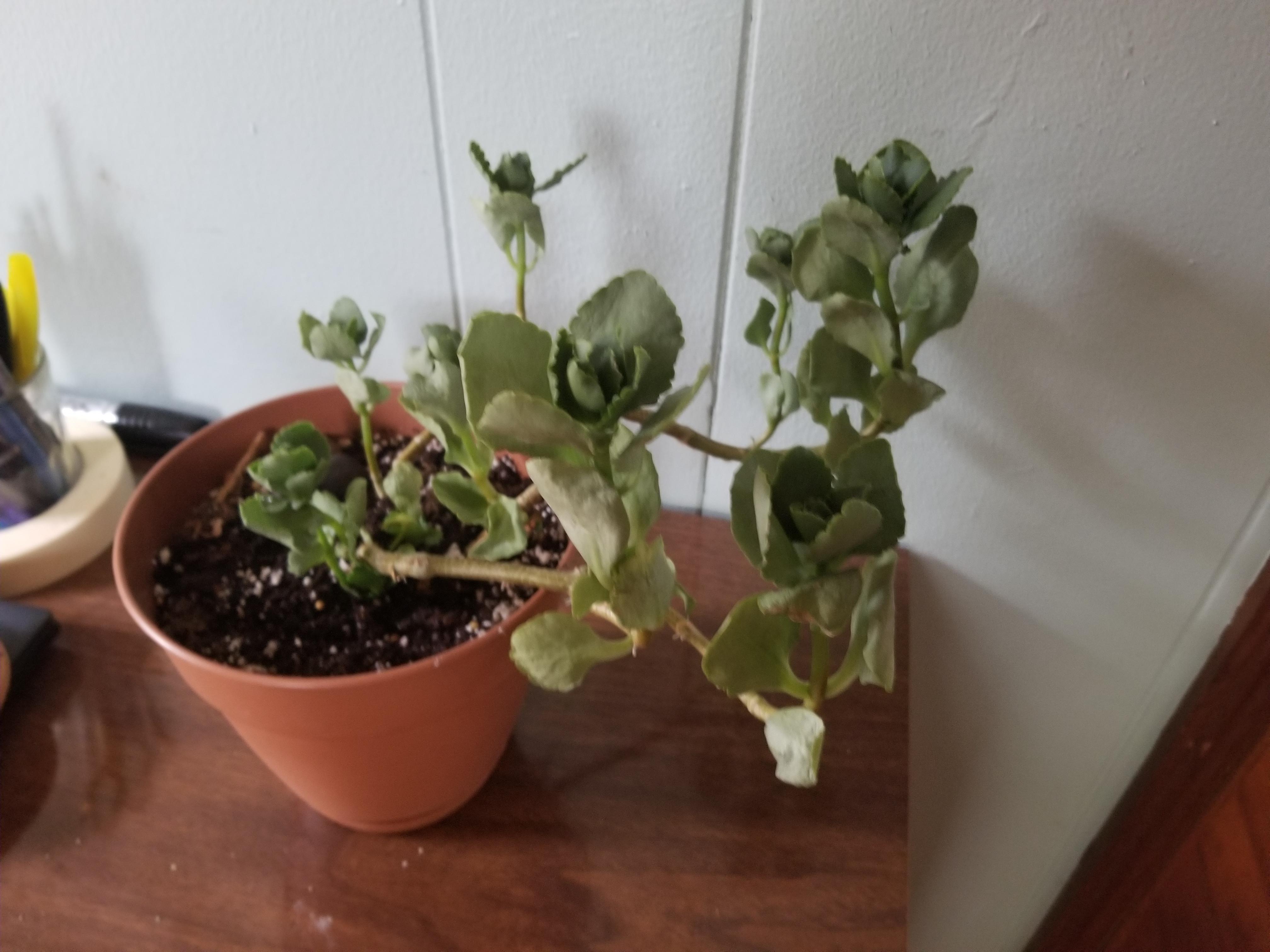 What is this plant and should it be growing sideways? r