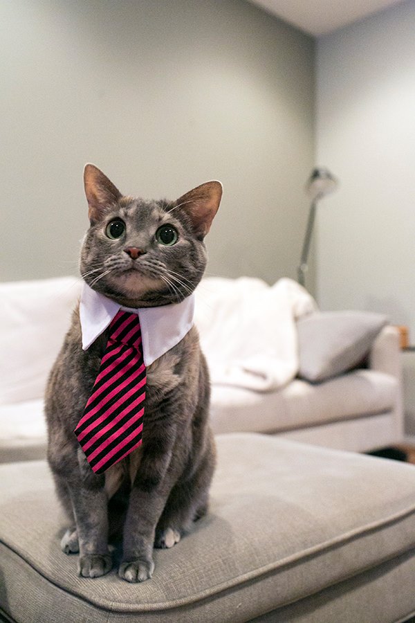 1454 best Business Cat images on Pholder Cats In Business Attire