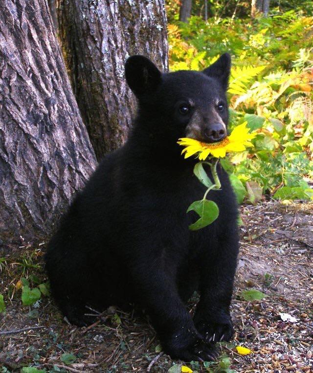 Sun(flower) Bear r/aww