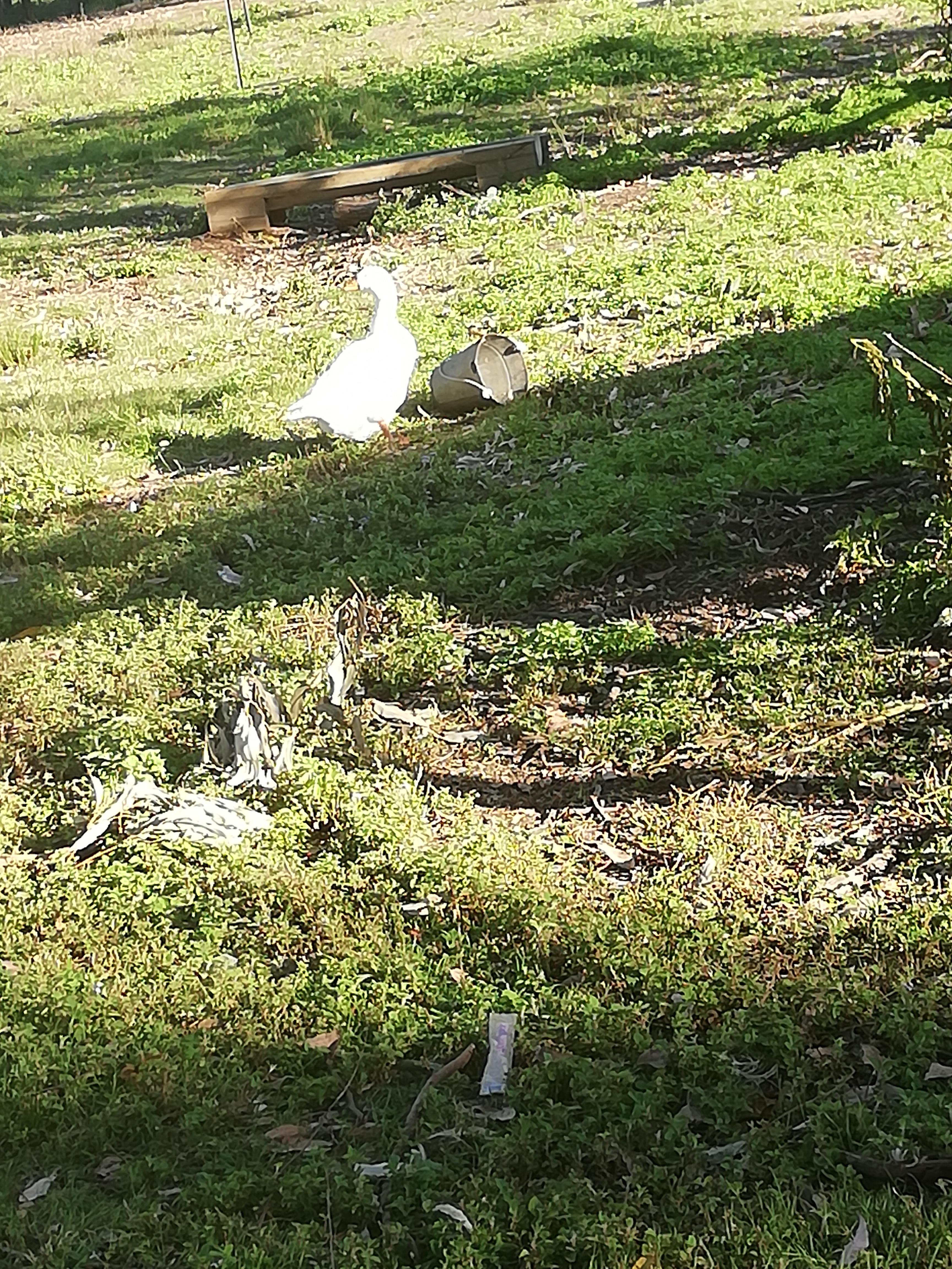 Cornelius found a bucket r/geese