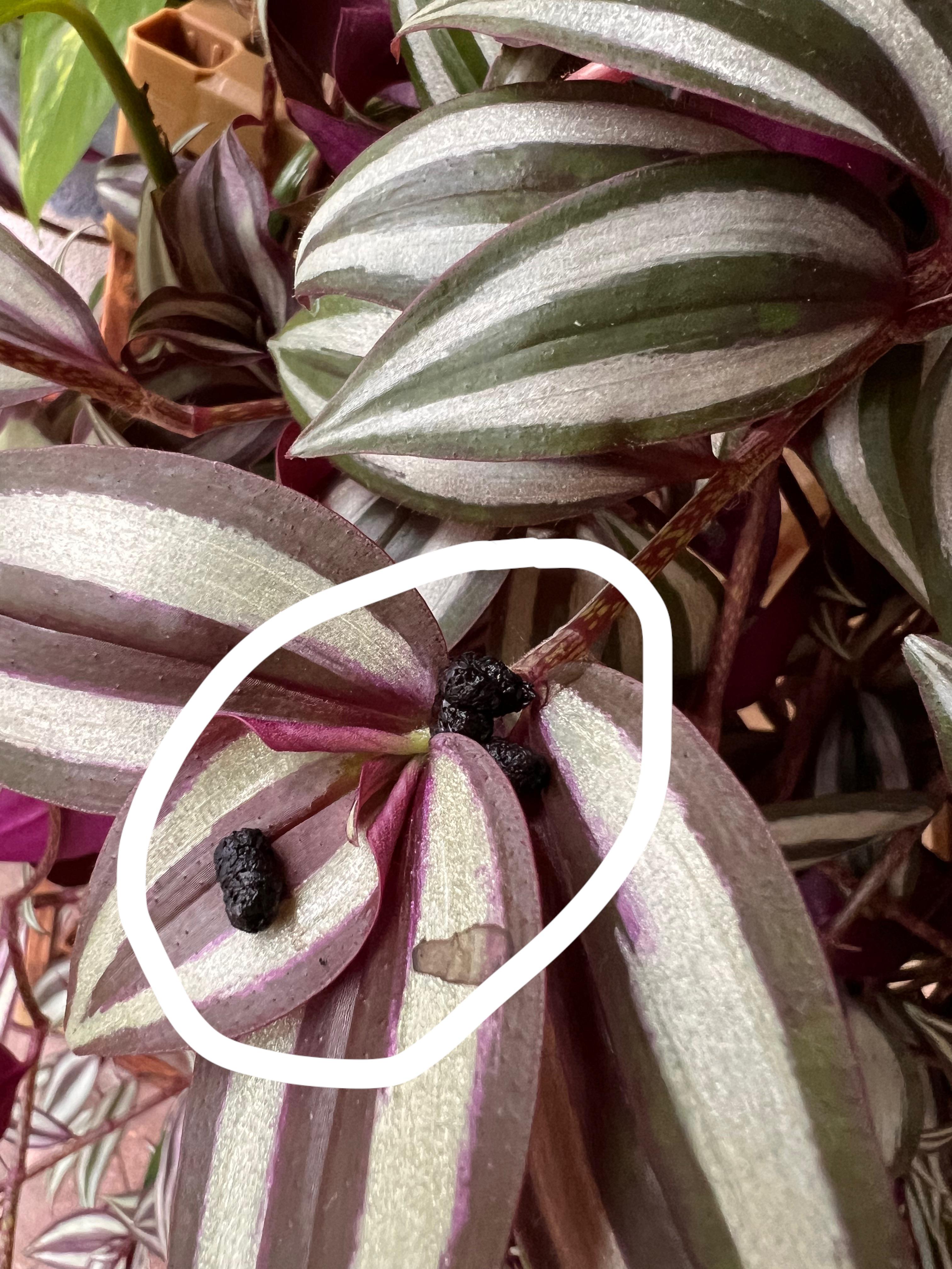 Something has been eating my plants leaves and I found these today, what are they? r/gardening