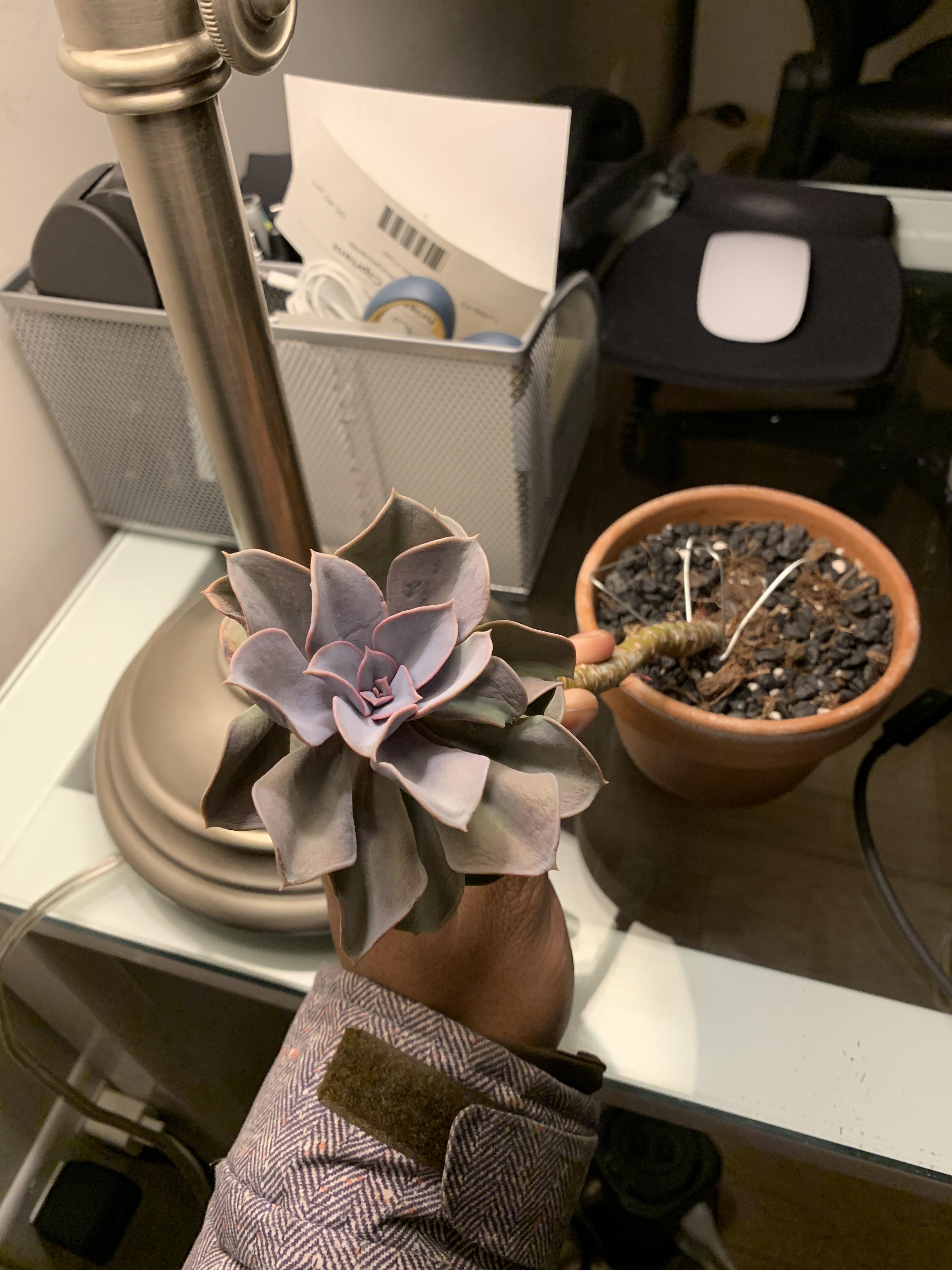 How do I bring back my coworkers neglected plant back to life? r