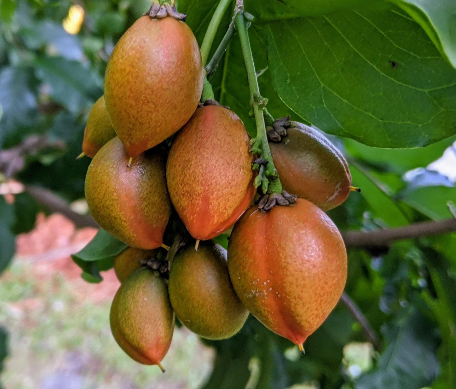 My tree is loaded with Peanut Butter Fruit. Year round gardening in