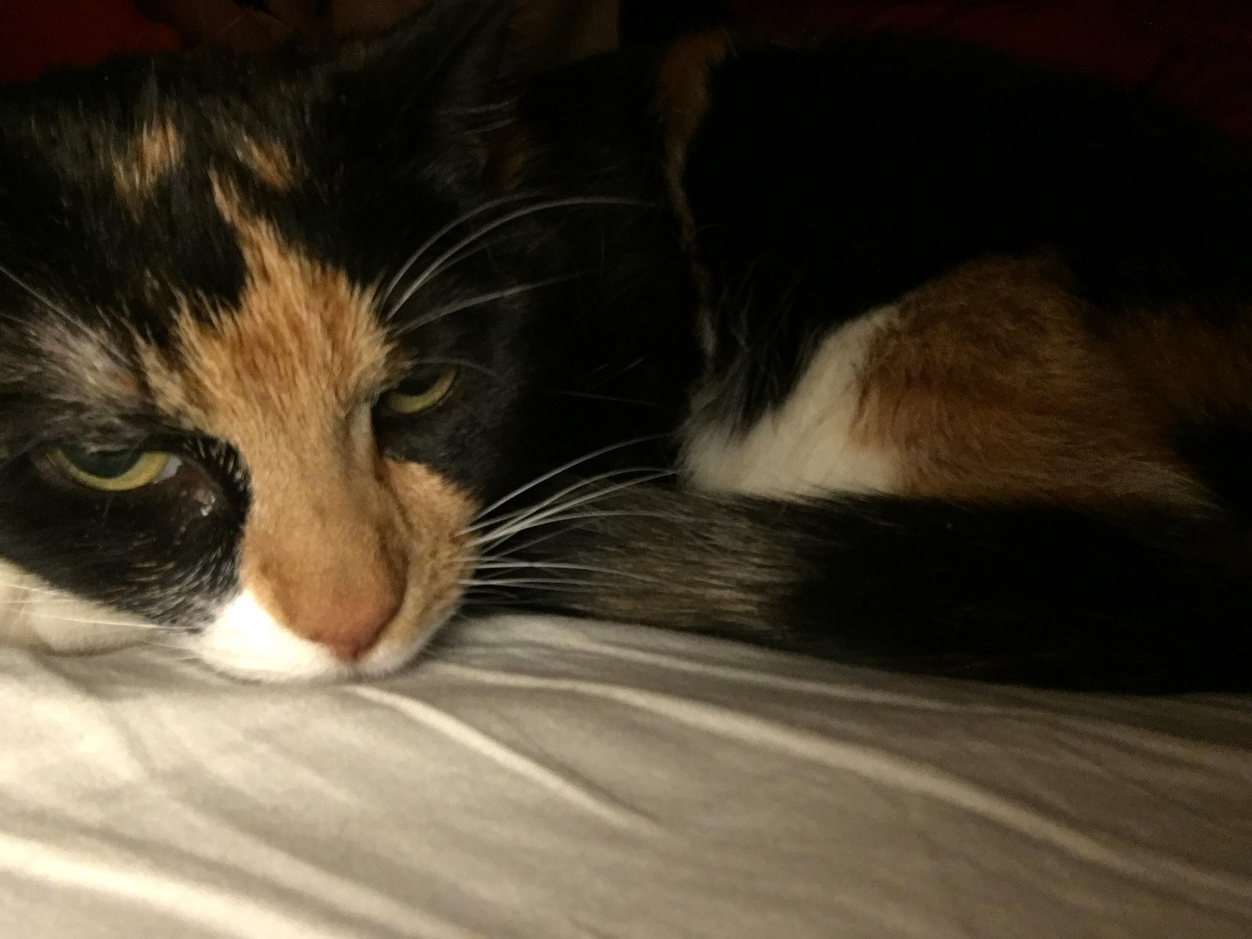 i love my cat sm my bed companion r/redscarepod