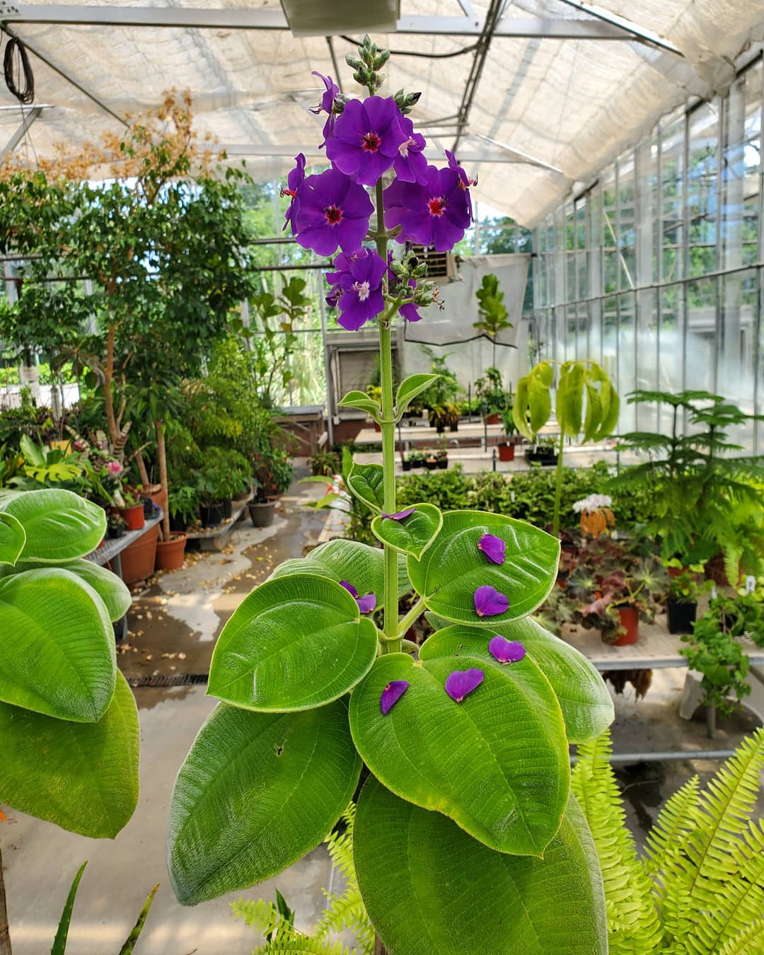 A greenhouse in Charlotte, North Carolina r/whatsthisplant