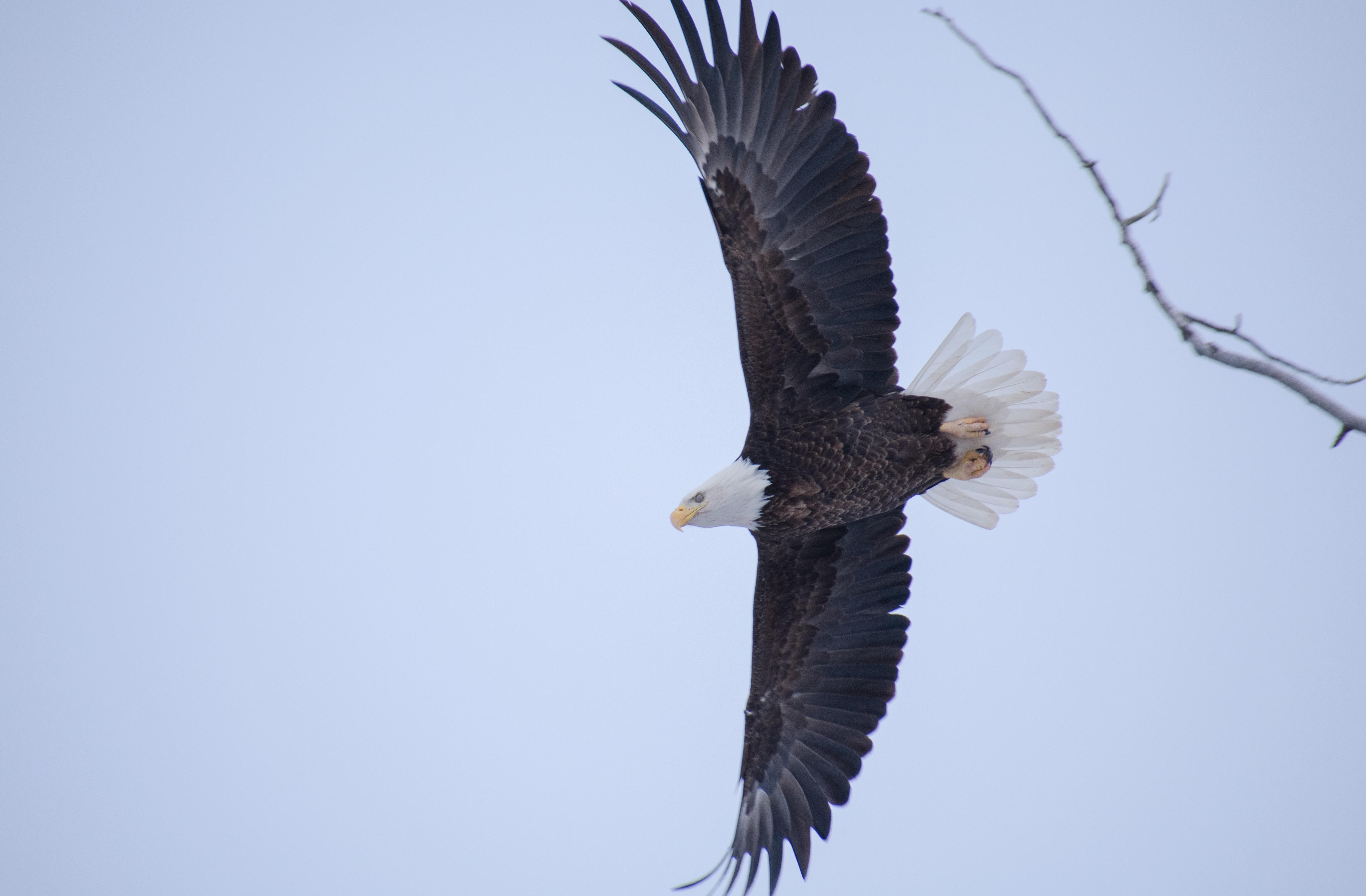 Bald eagle taking flight in Montana r/Nikon