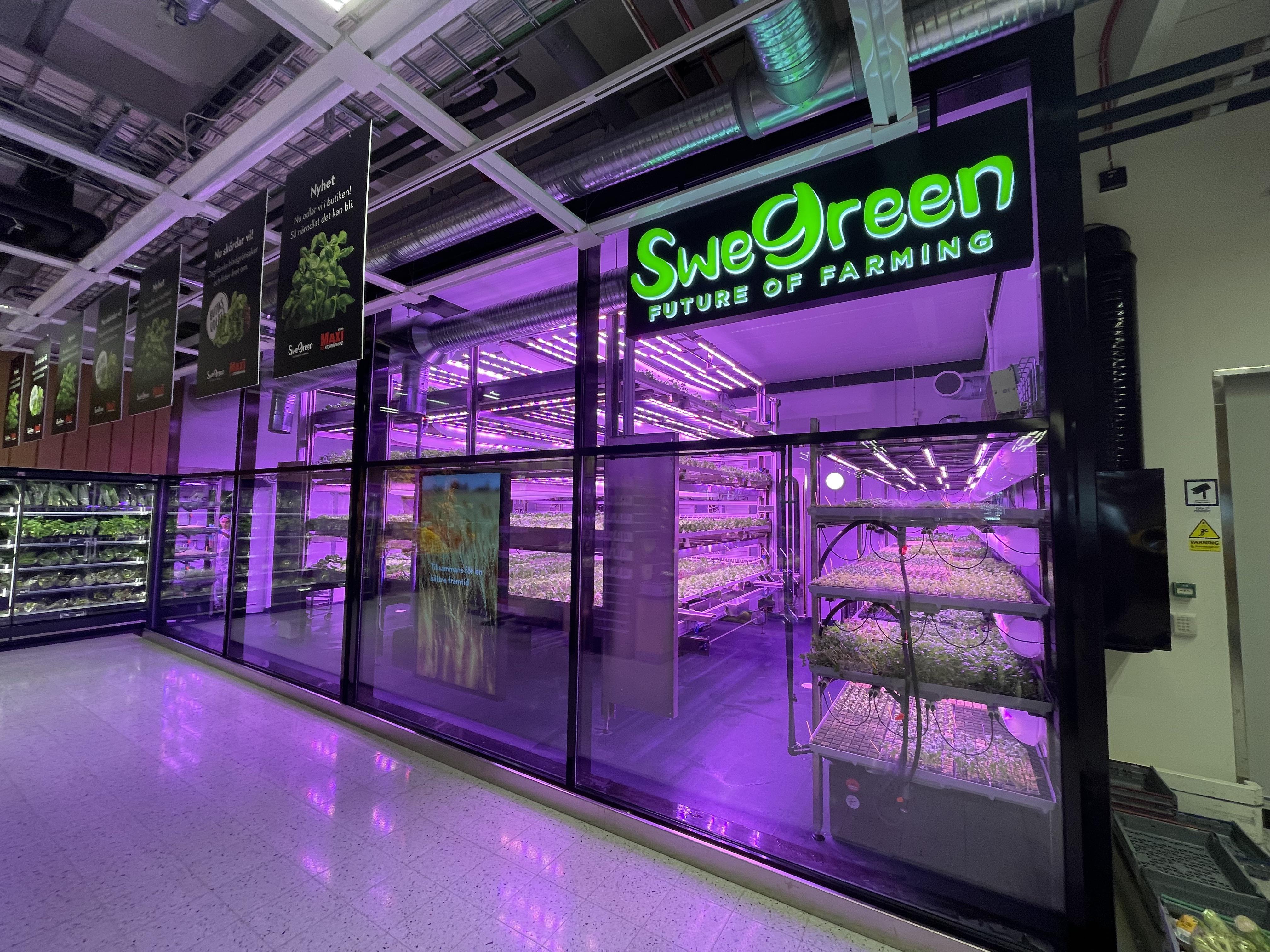 Our local shop grows its own salads and herbs on site