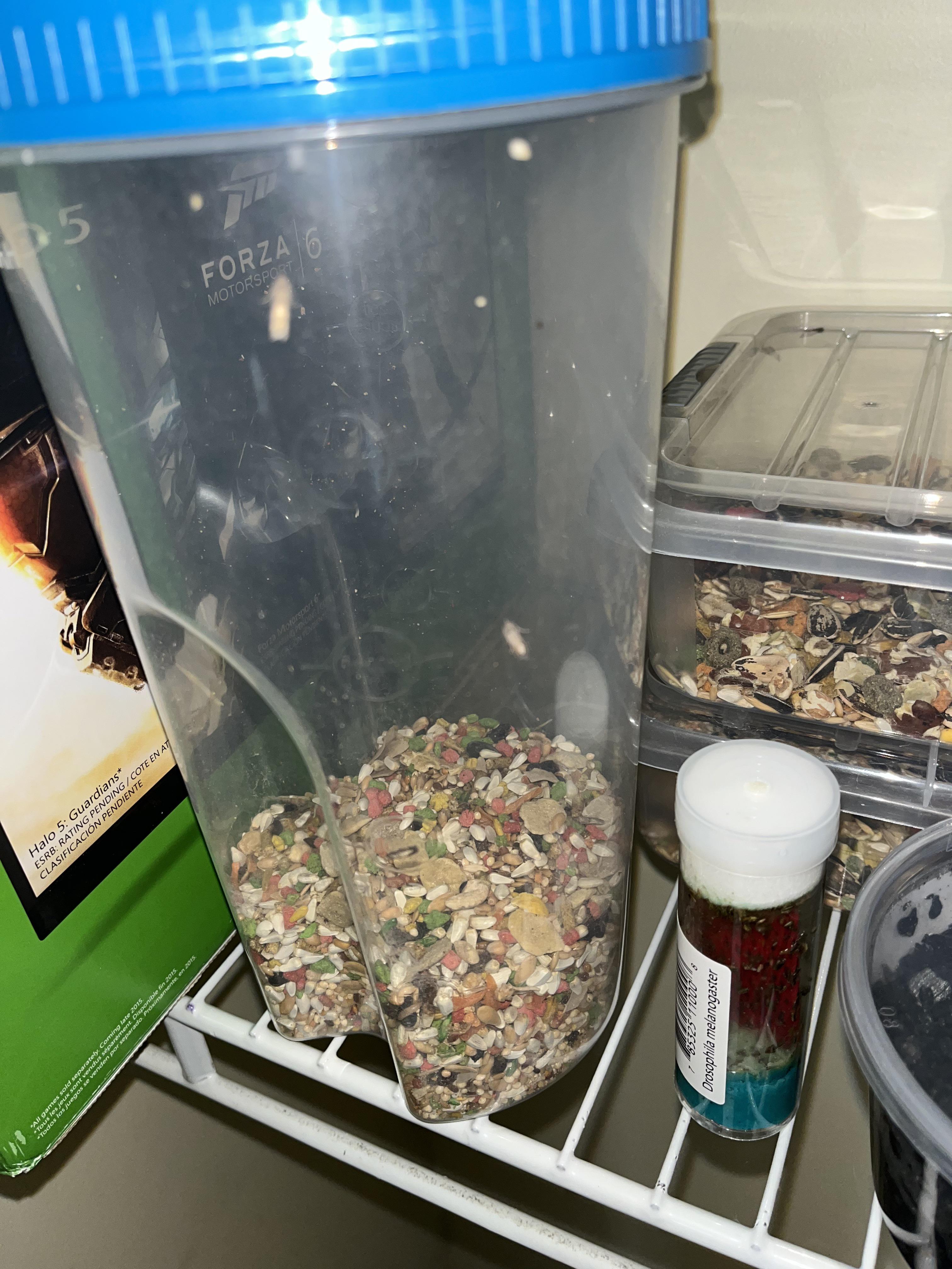 Made a pantry moth culture. It’s actually pretty good so far. Only