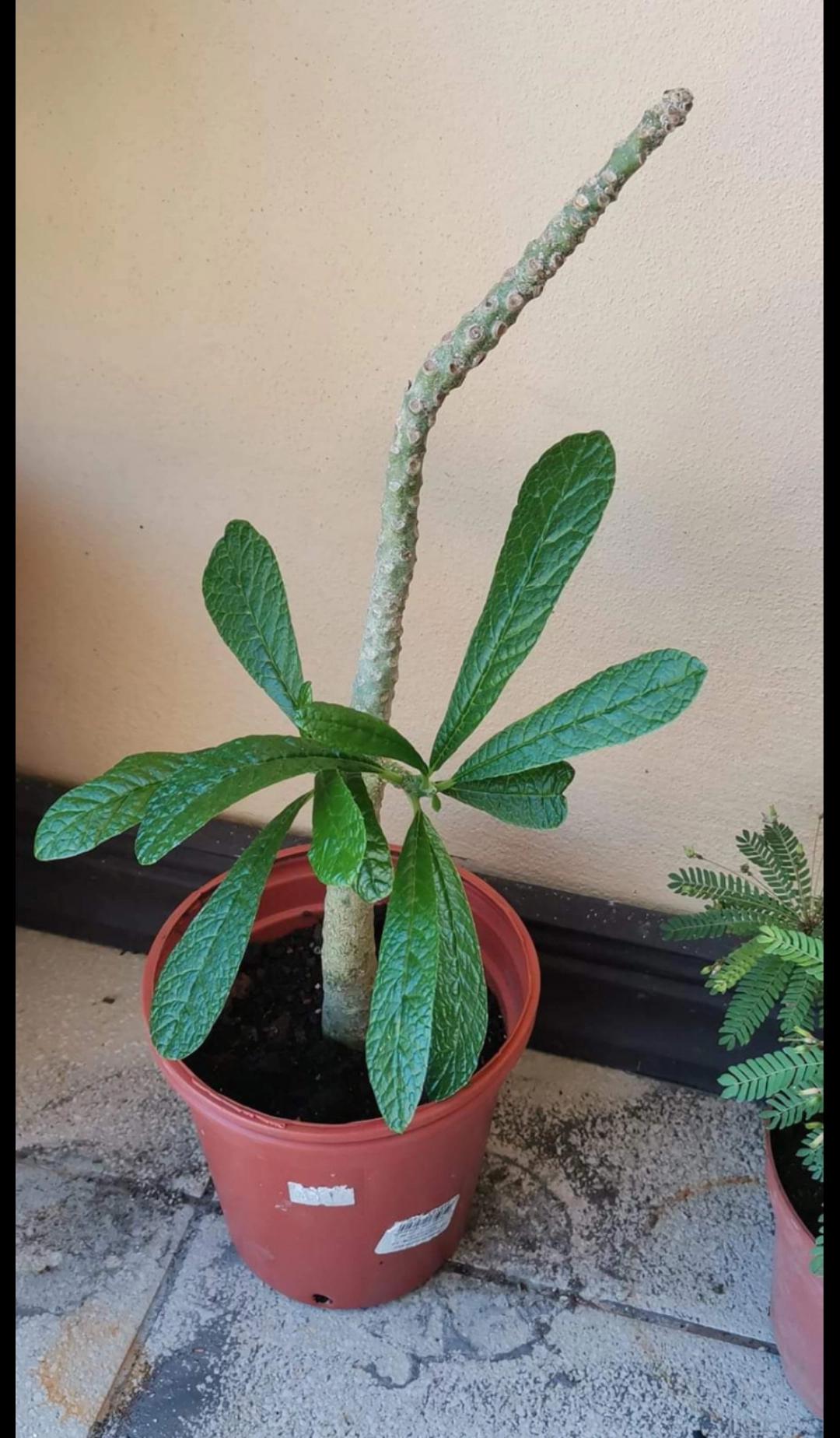 Hi, Why does my plant have no leaves at the top? r/plantclinic