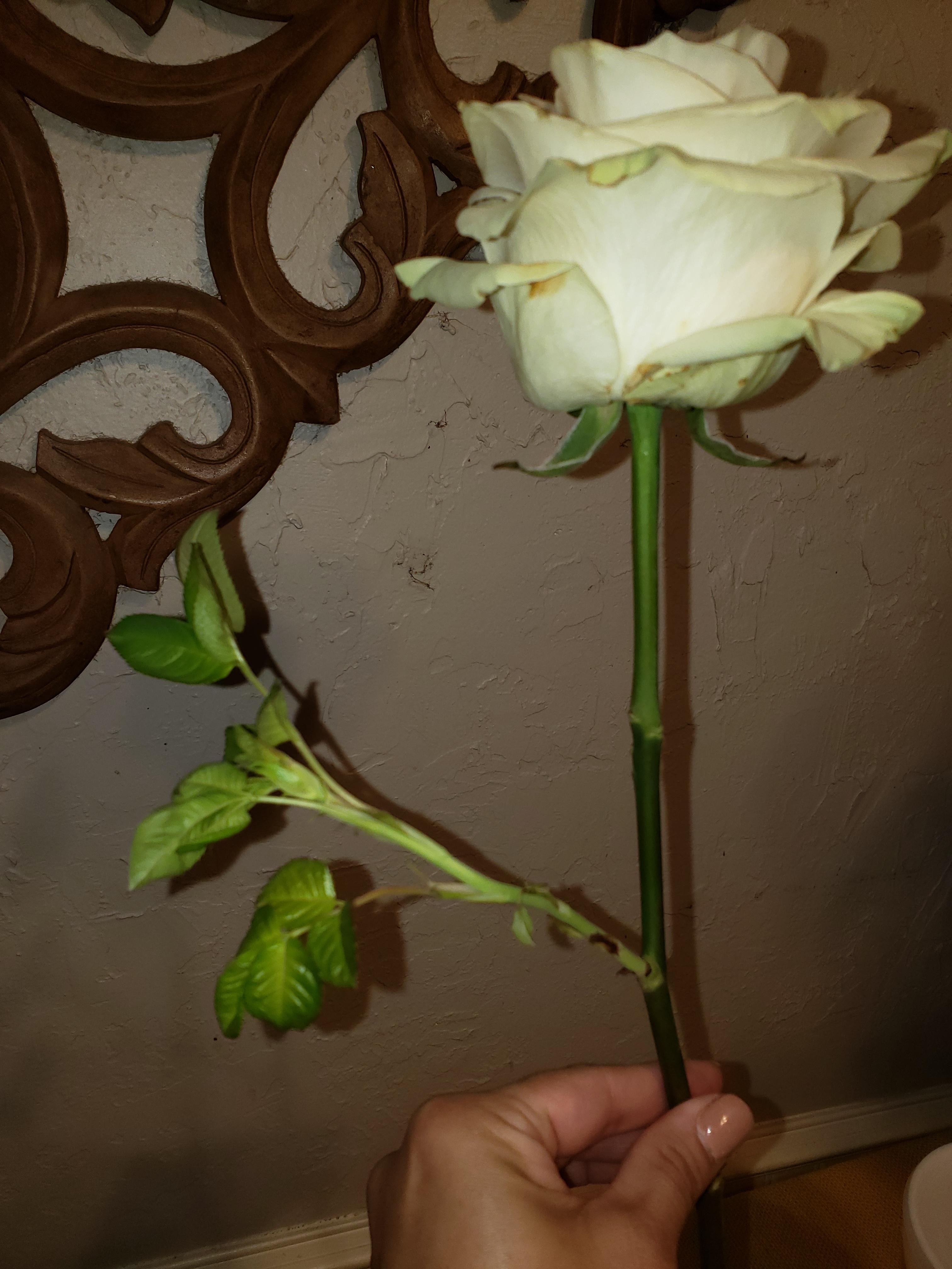 Any rose experts out there? Can this be rooted? r/gardening