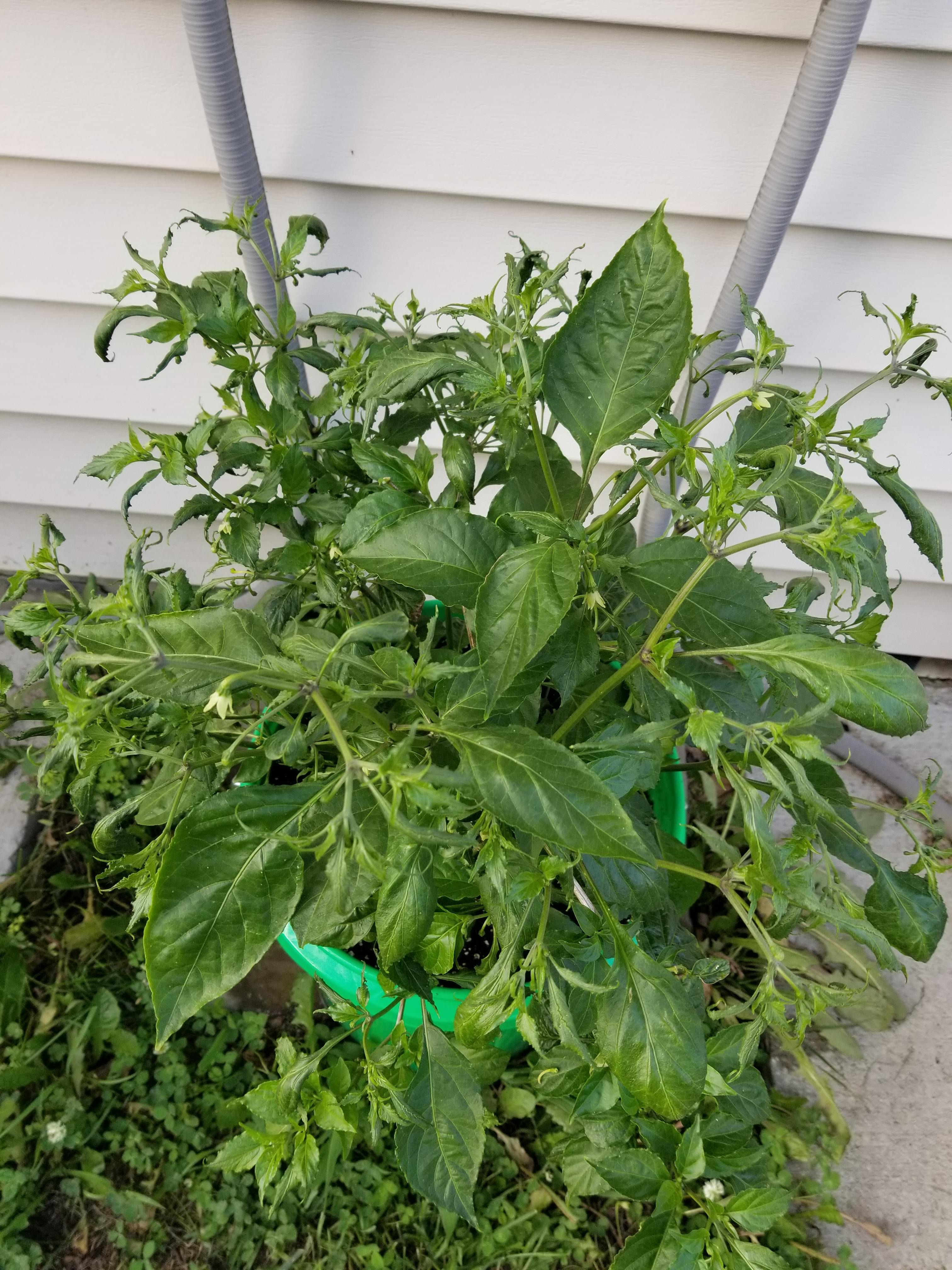 Buds falling off my ghost and skinny sharp leaves anyone know what