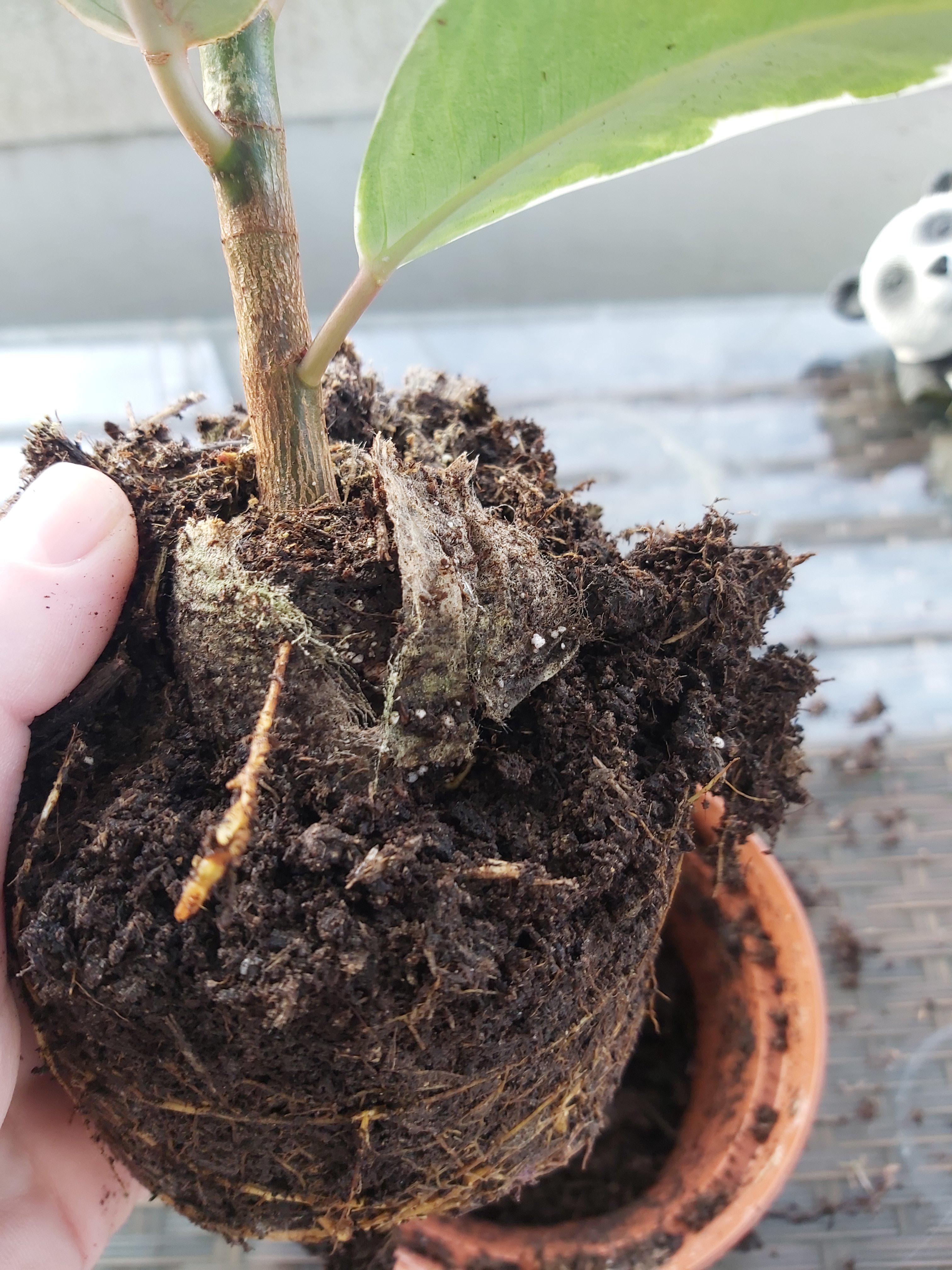 What's this please? Rubber plant has been struggling lately so I