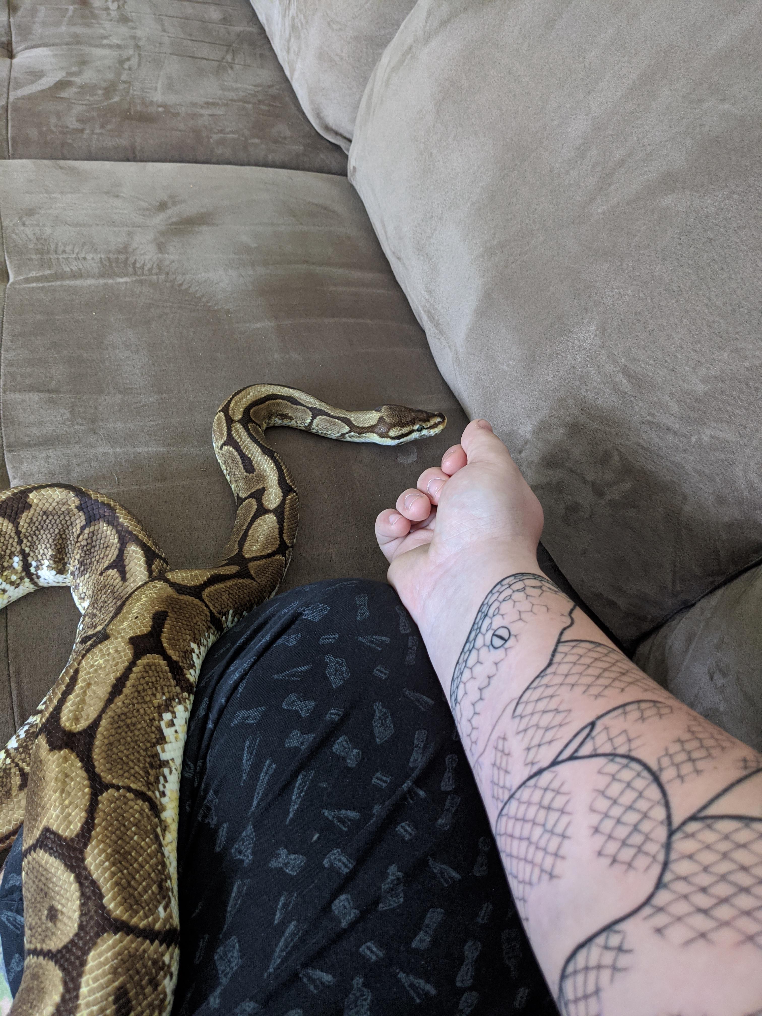 My beautiful ball python seeing my tattoo of her for the
