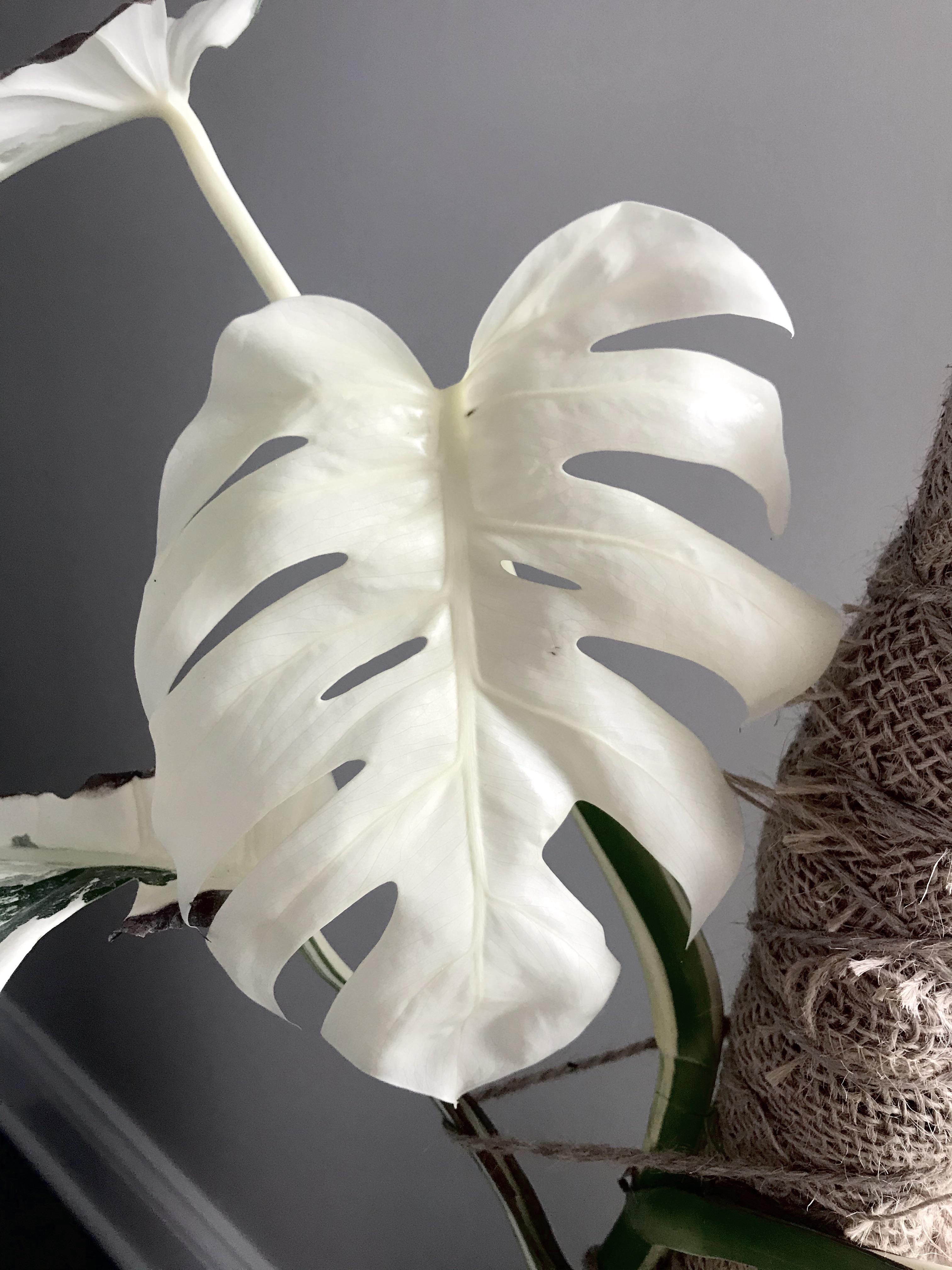 My all white leaf finally opened up just in time for Monstera Monday