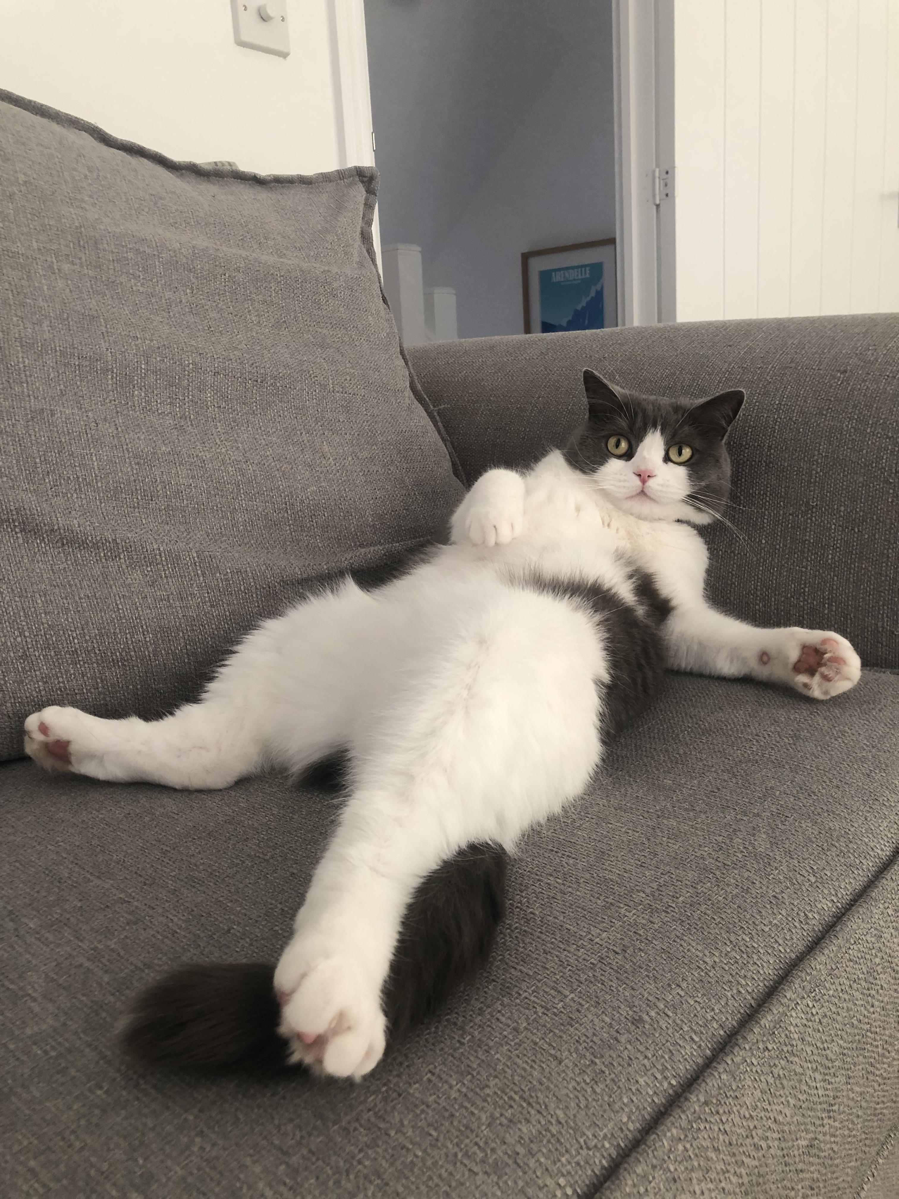 This is how my cat likes to spend his Sunday’s r/cats