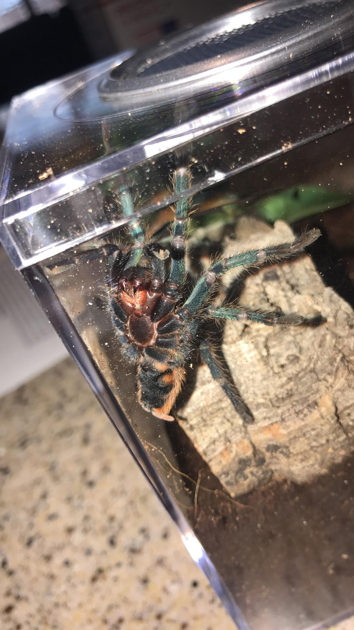 Finally got my GBB! r/tarantulas