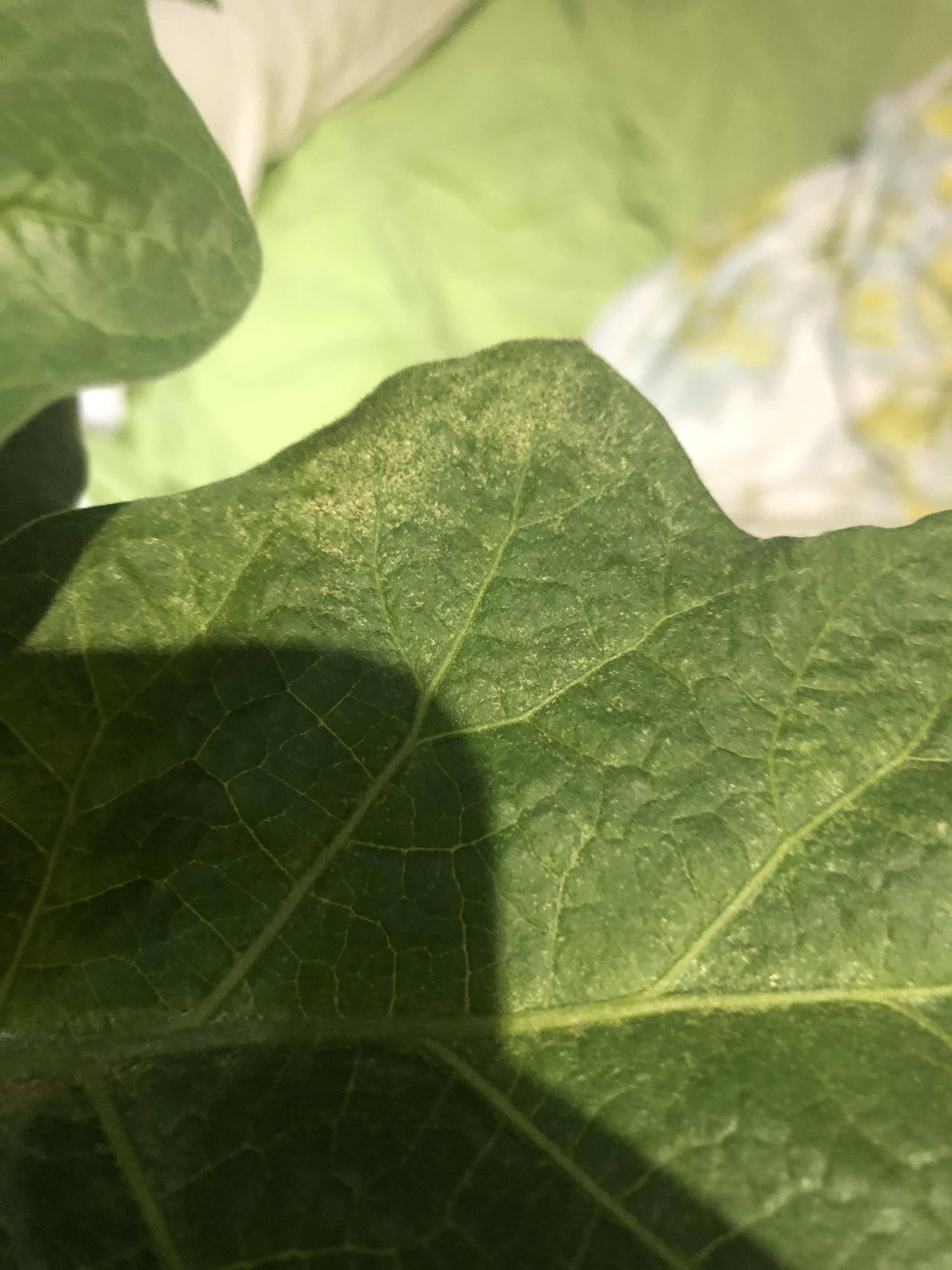 white and black microscopic dots on my eggplant leaf r/plantclinic