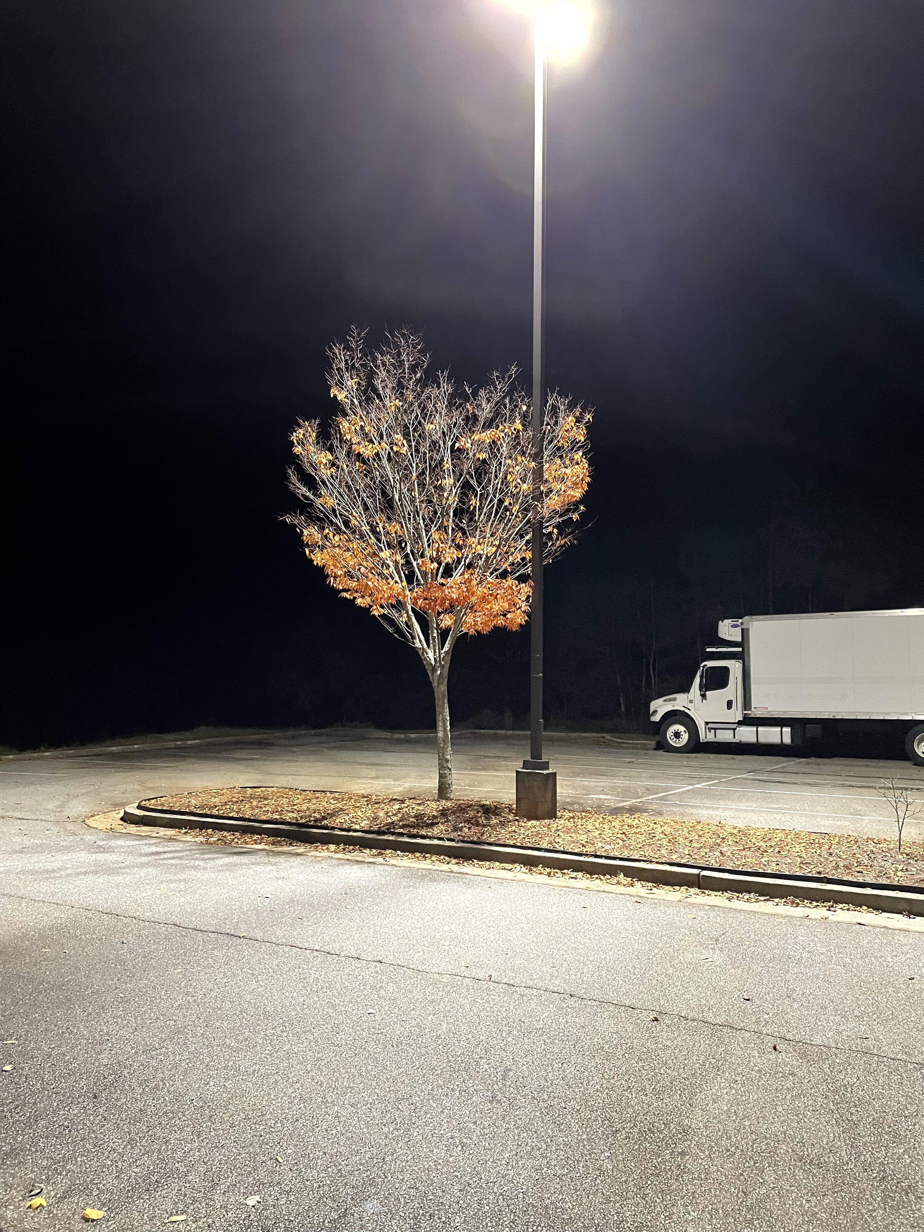 Omg11!1!1 amber tree from terraria in real lfie!1!1!!1!!1!2!1!1!1!1!!1