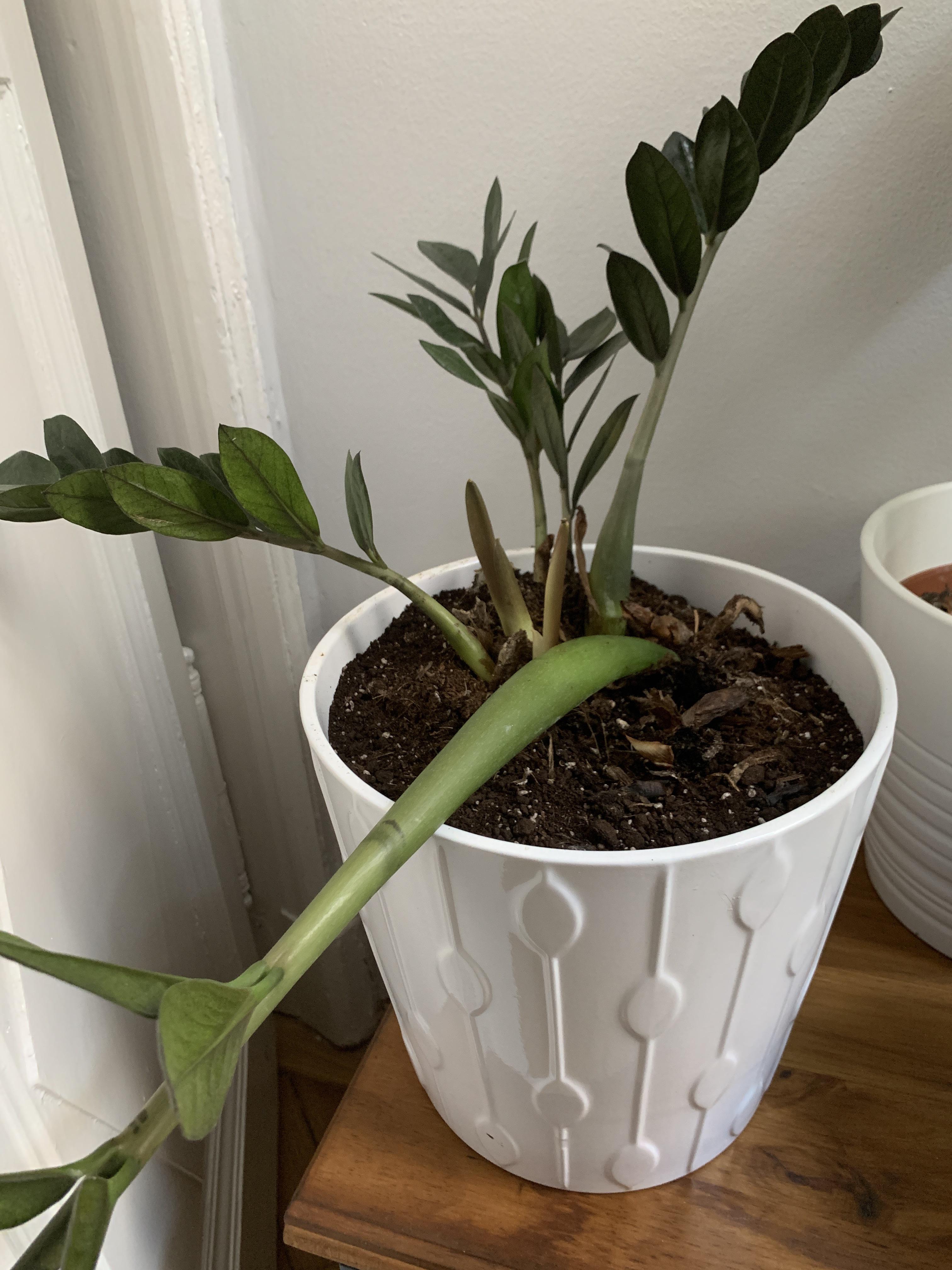 Help my ZZ plant is dying! r/plants