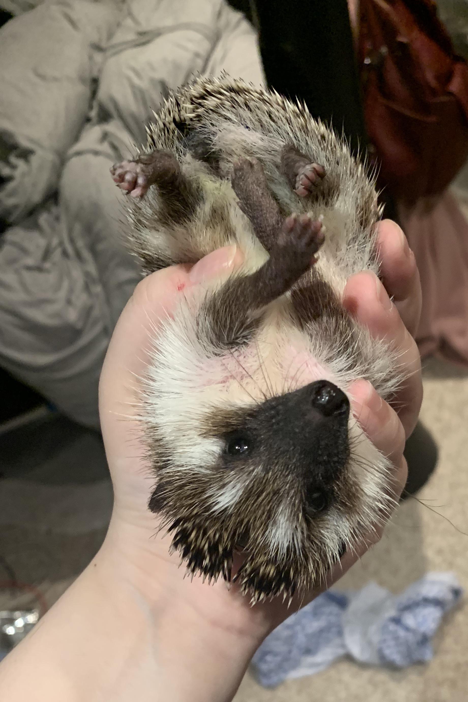 It should be illegal to be this cute r/Hedgehog