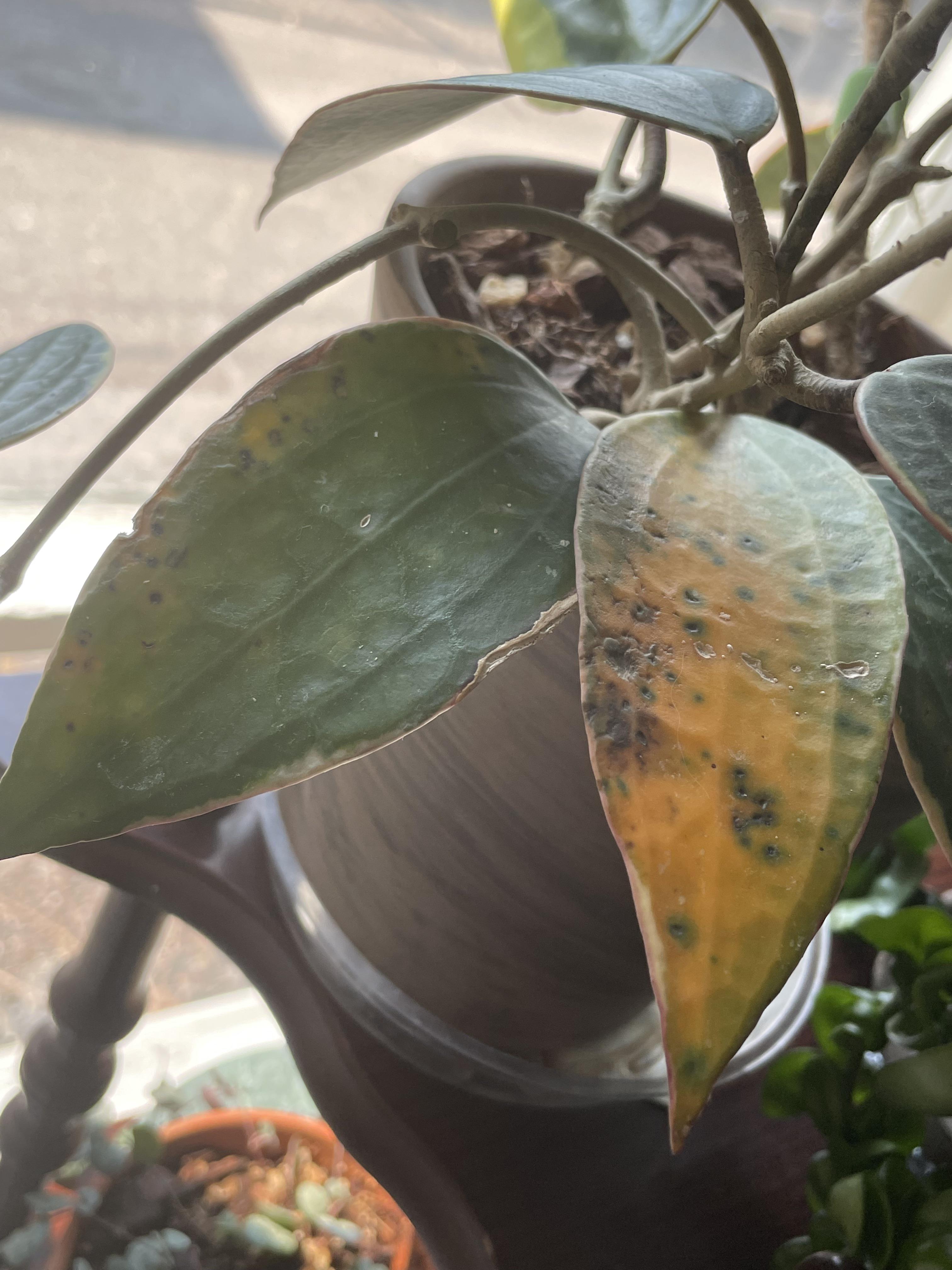 Another Macrophylla help thread lower leaves are turning yellow with