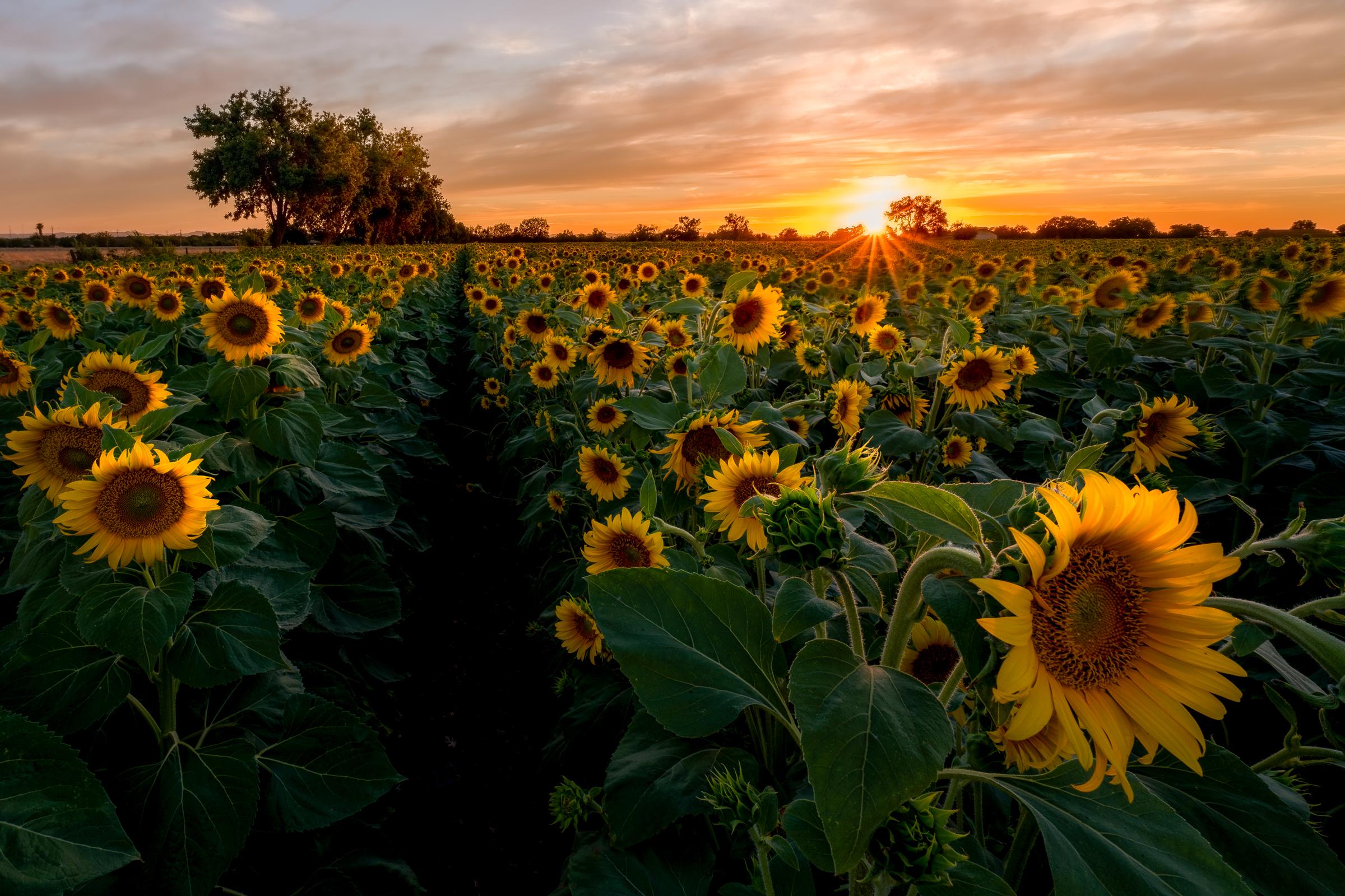 Sunflower Bloom in Yolo County, California [2400x1600] r/AgriculturePorn
