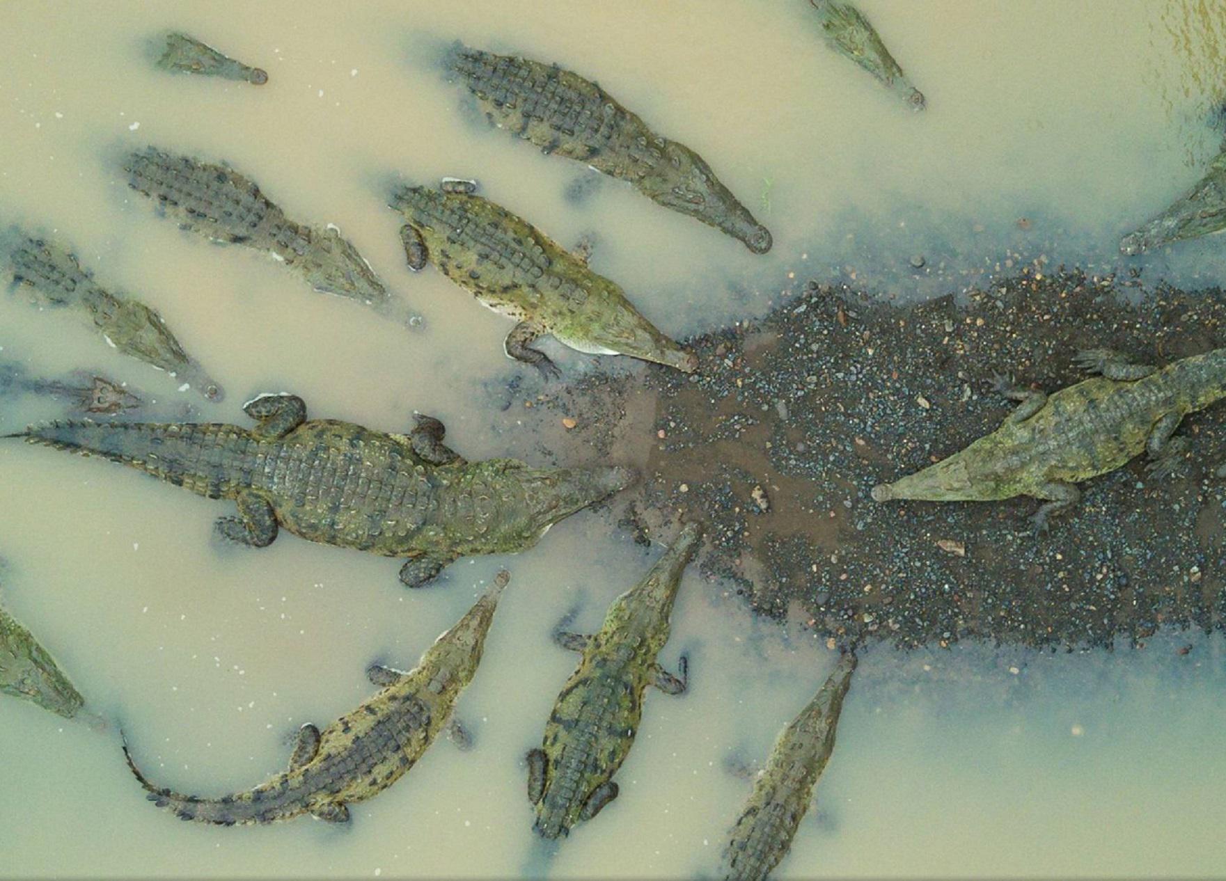A bask of American Crocodiles photographed in Rio Grande de Tarcoles in
