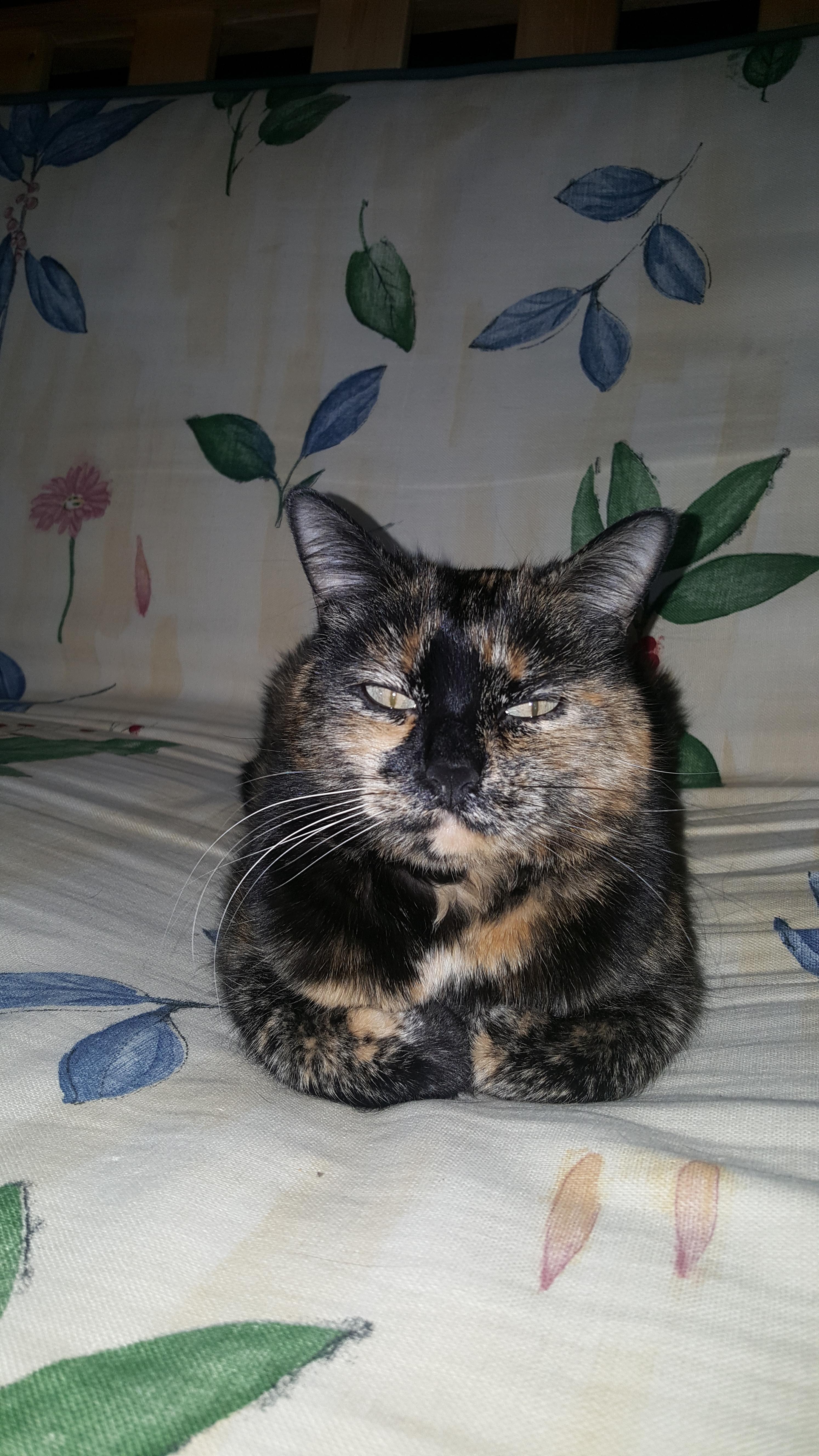 I liked the way her front paws looked r/cats