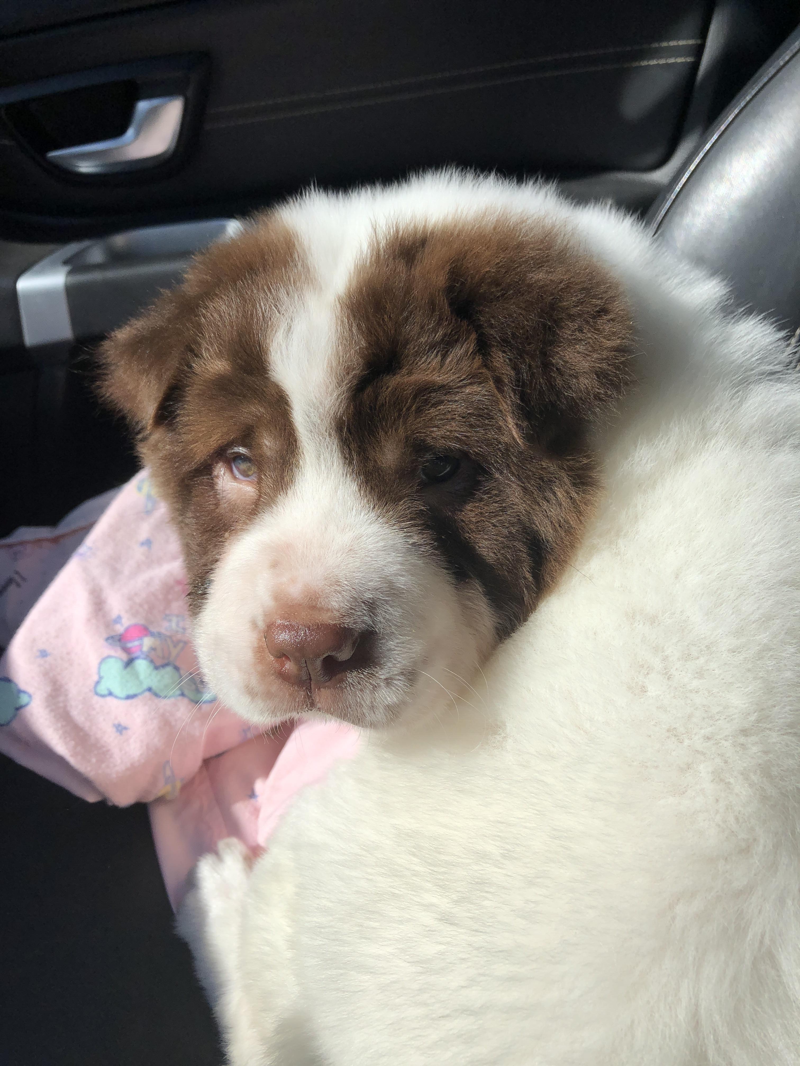 Flowered Bear Coat Shar Pei Photos All