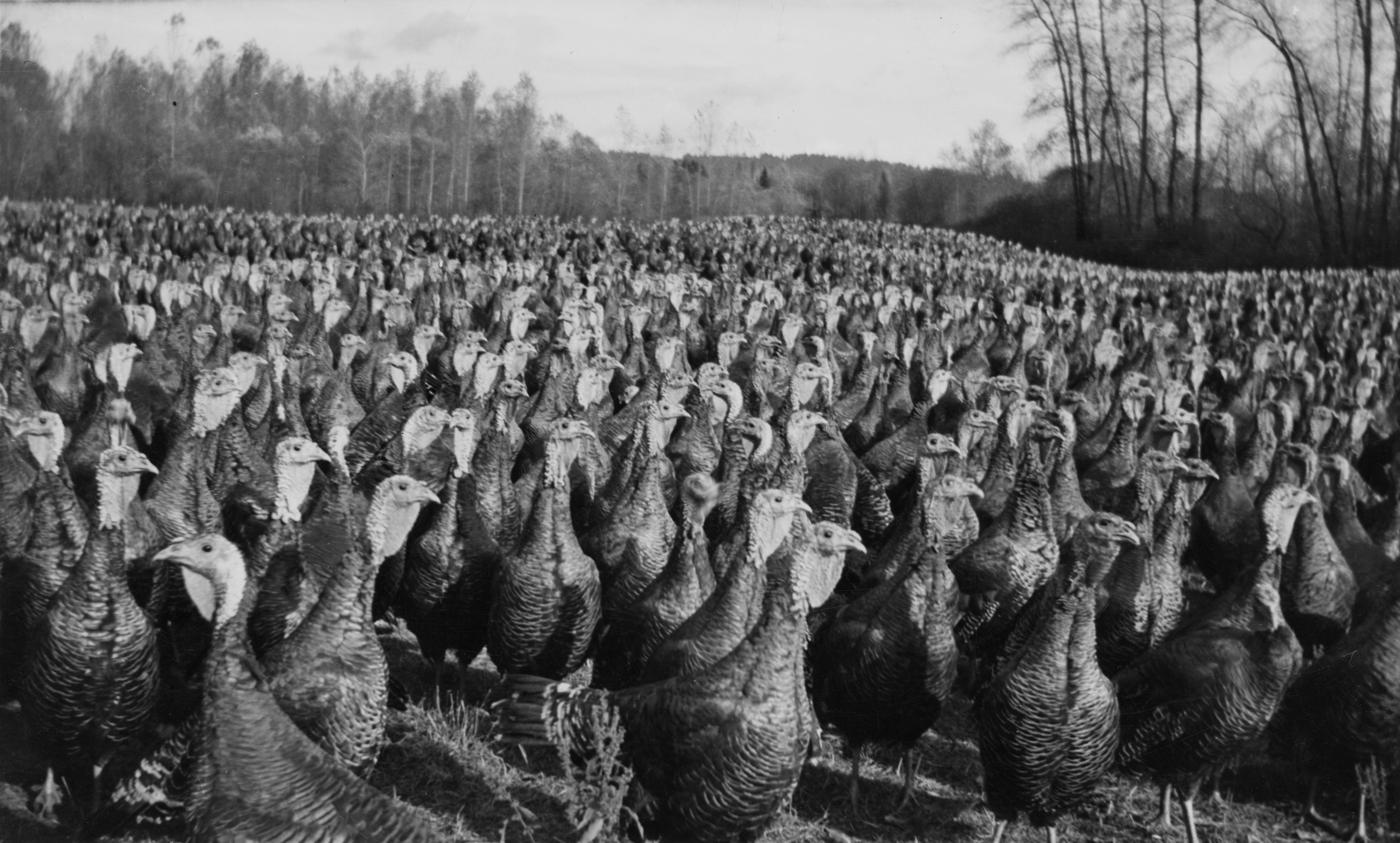 1930s Turkey Farm in Rural Oregon r/oddlyterrifying