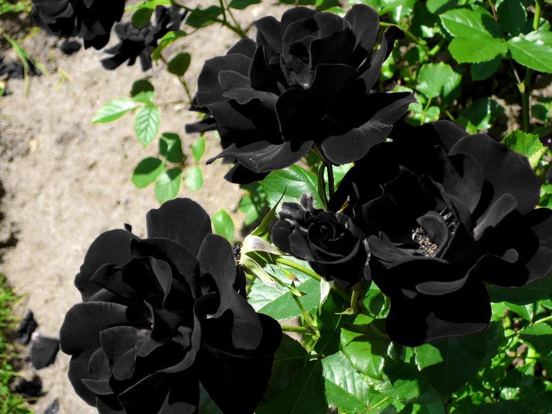 Stunning black roses. Black roses naturally exist only at Halfeti