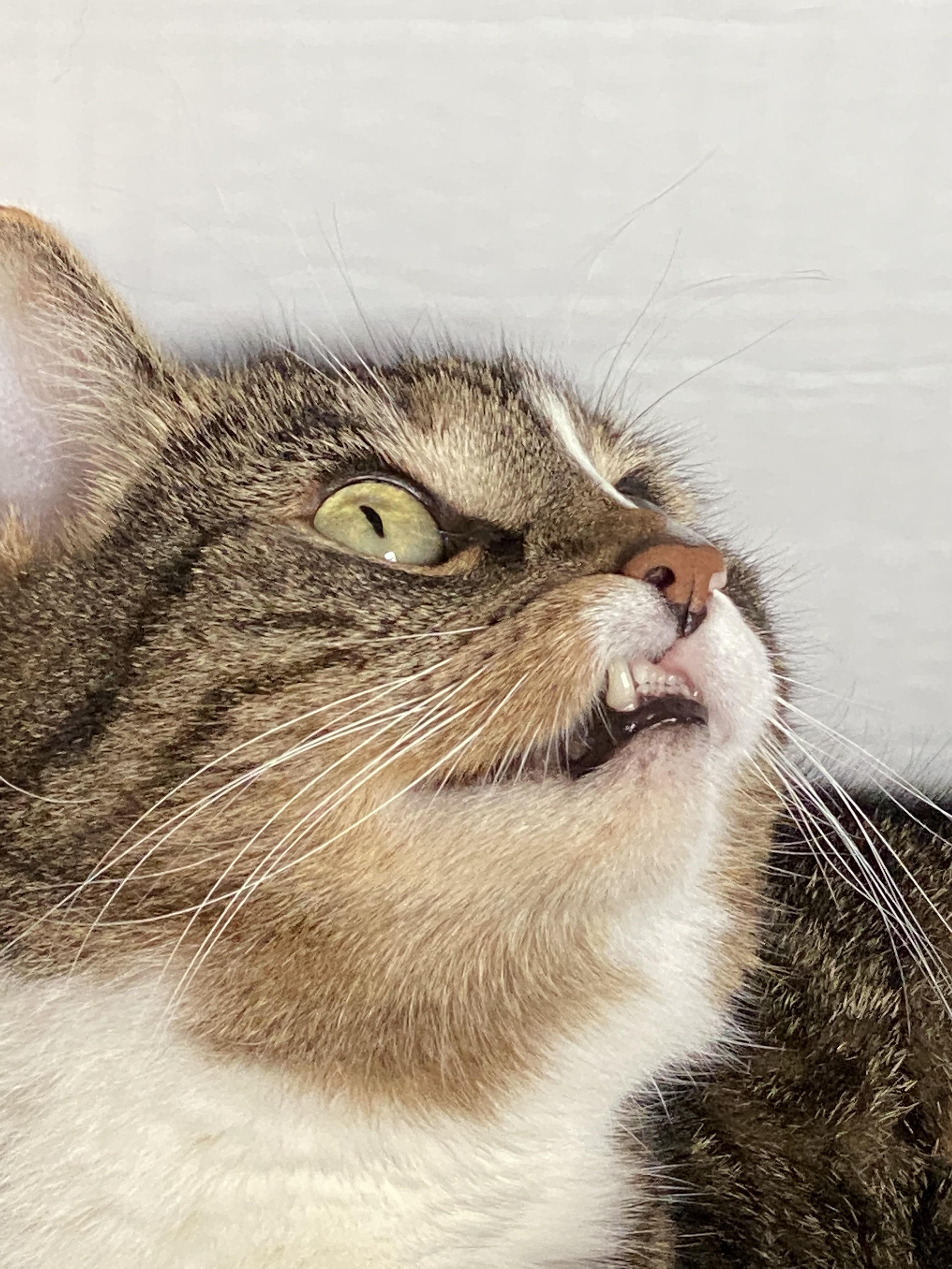 My cat is missing one fang, sometimes he “the snaggletooth prince” teefies