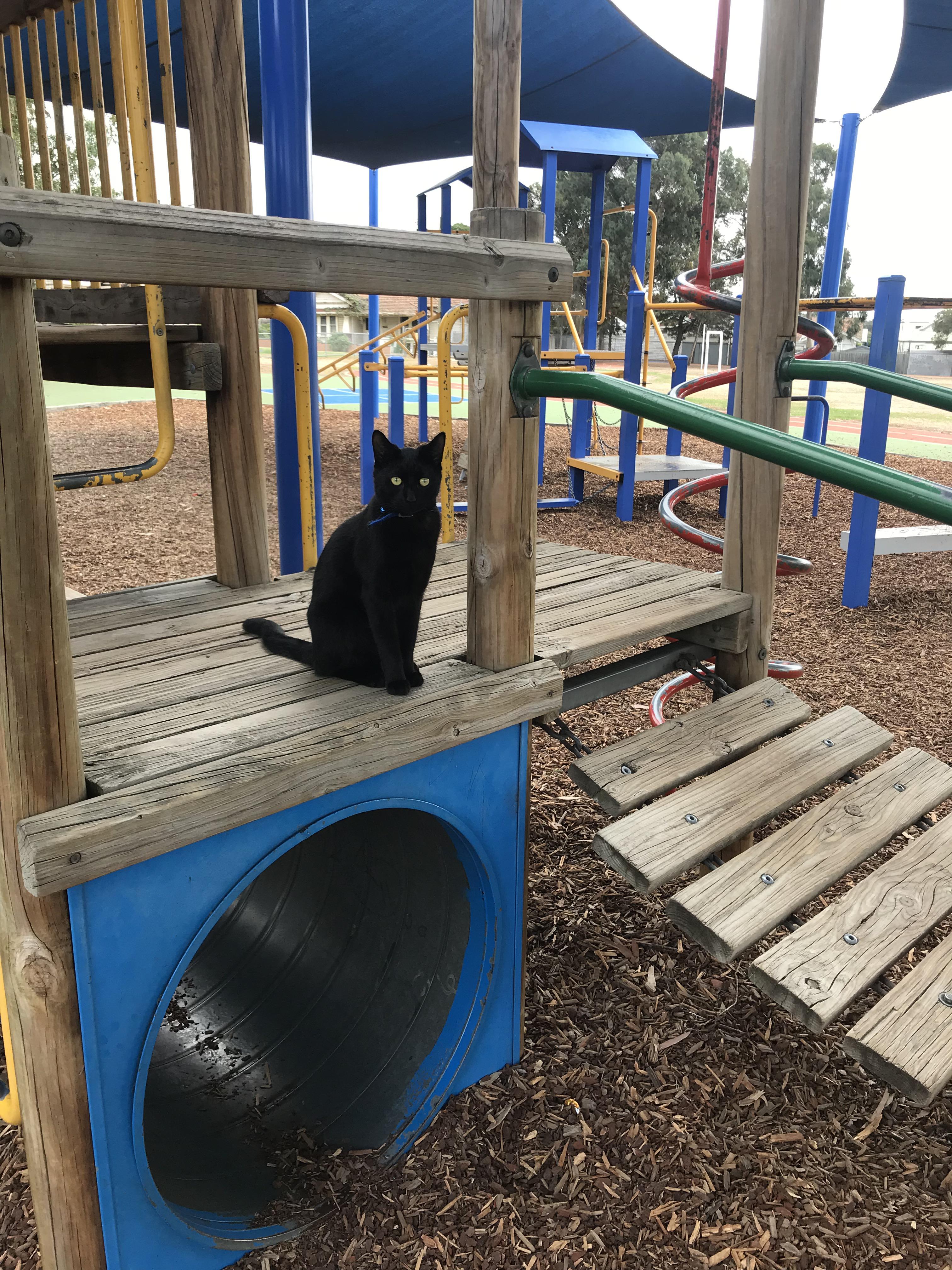 My cat regularly follows us to the park, plays on the equipment with
