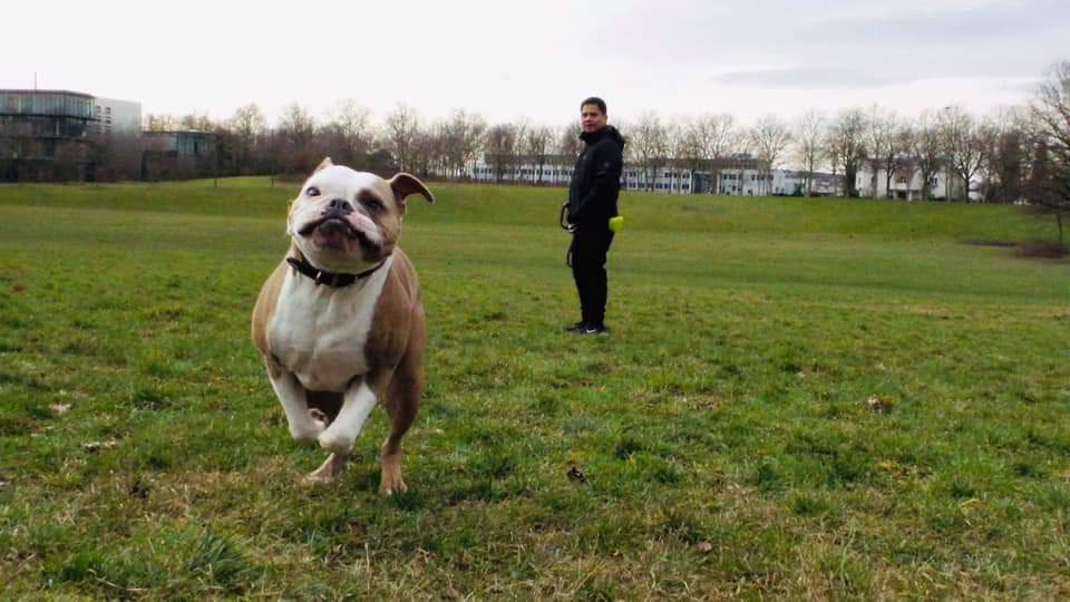 My Olde English Bulldog Ciri being a zoomie in the park r/Zoomies