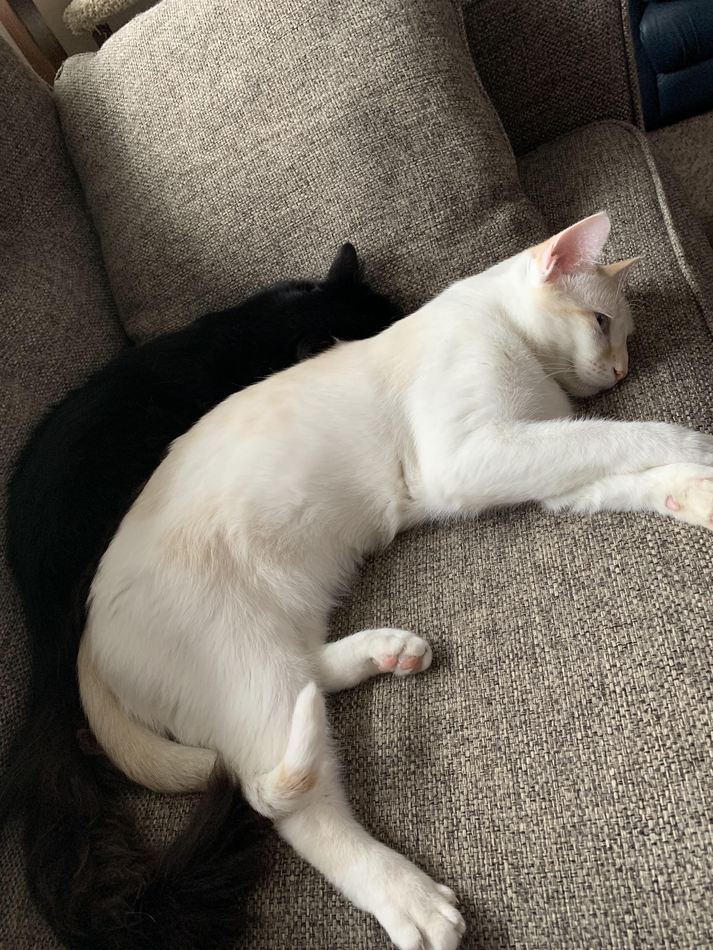 Gilbert the flamepoint Siamese and his shadow Louie r/Siamesecats