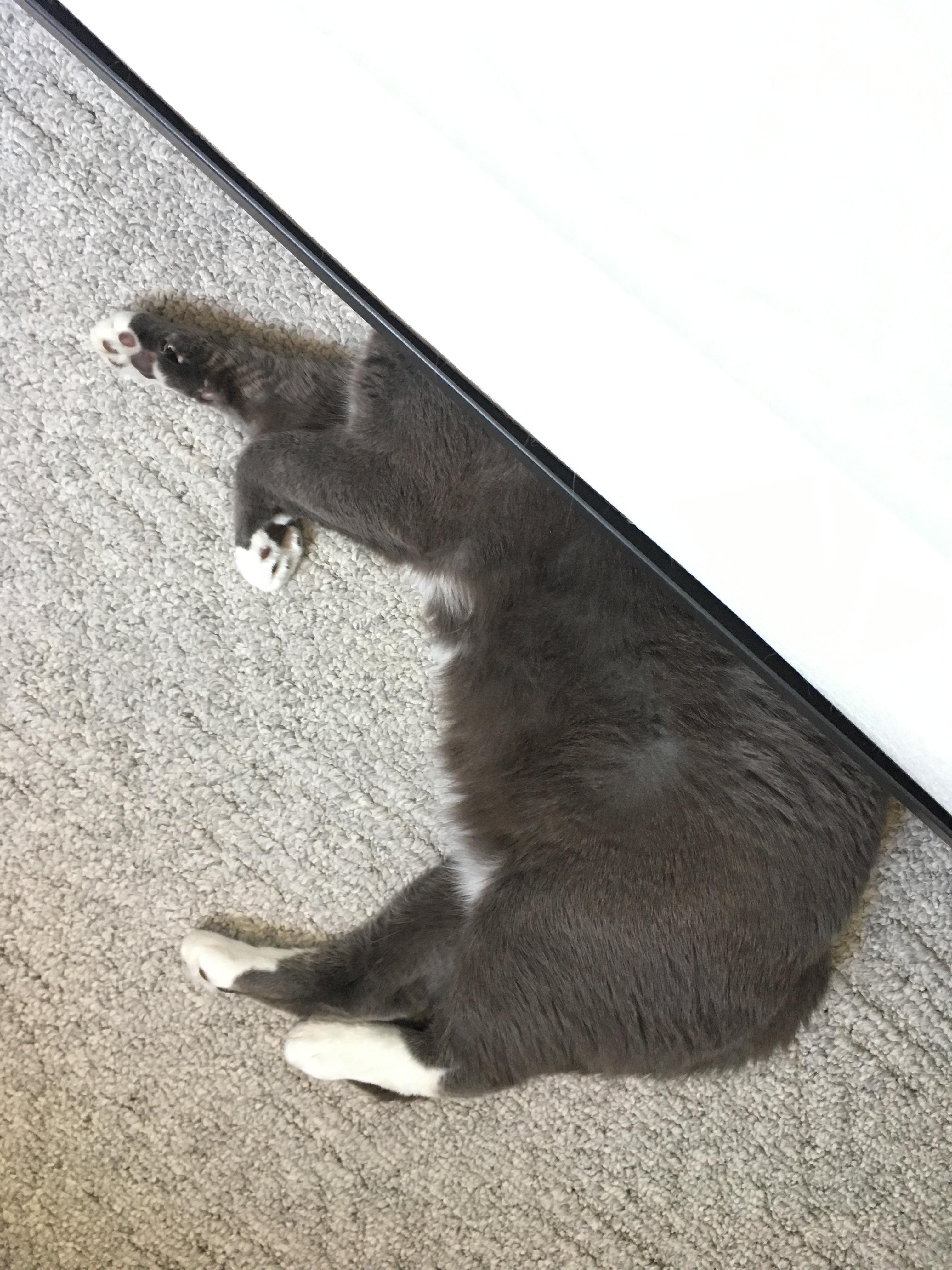 This is how my cat likes to sleep. r/aww