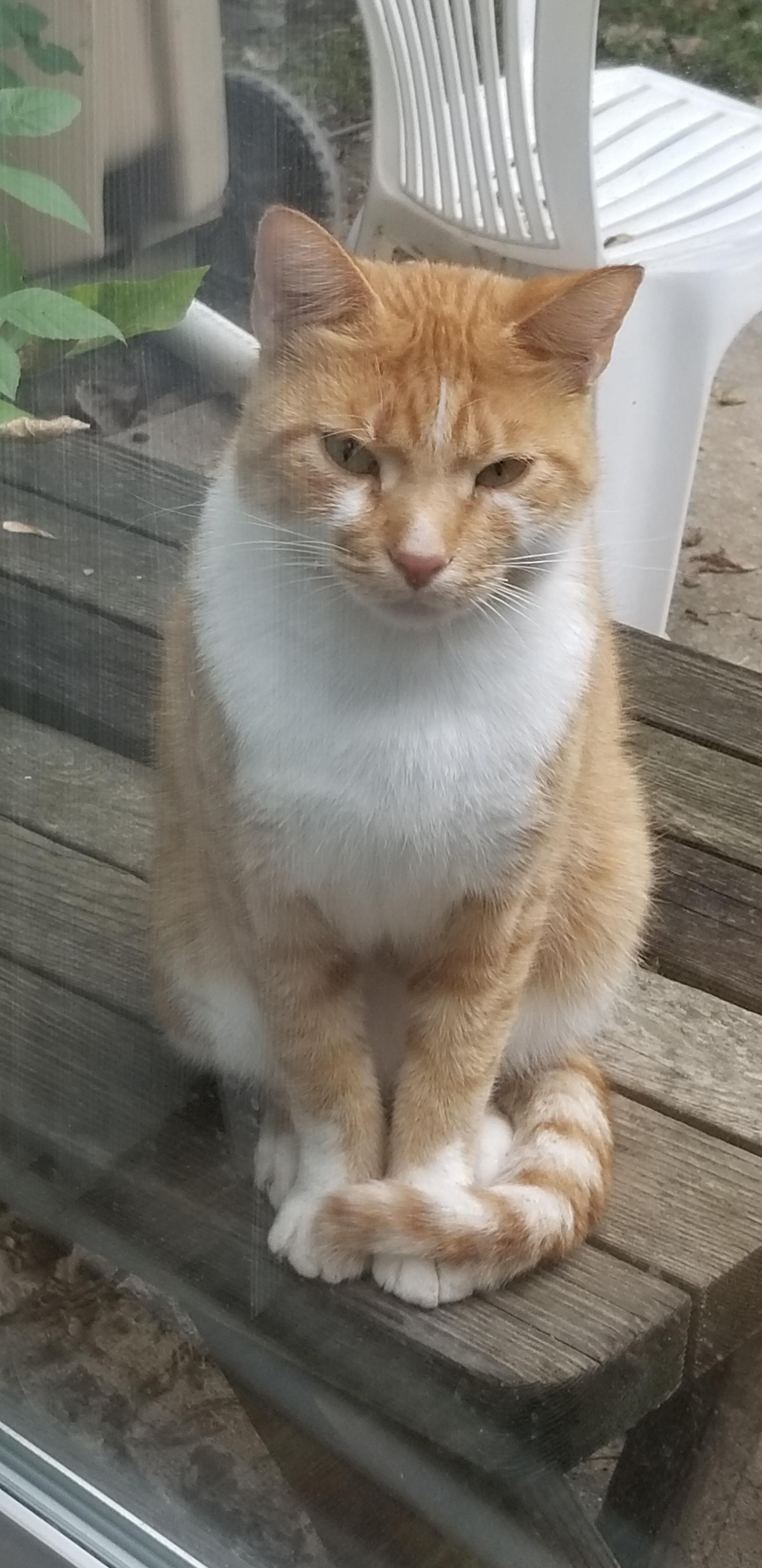 This cat has been roaming around my house on the West Side. He is front
