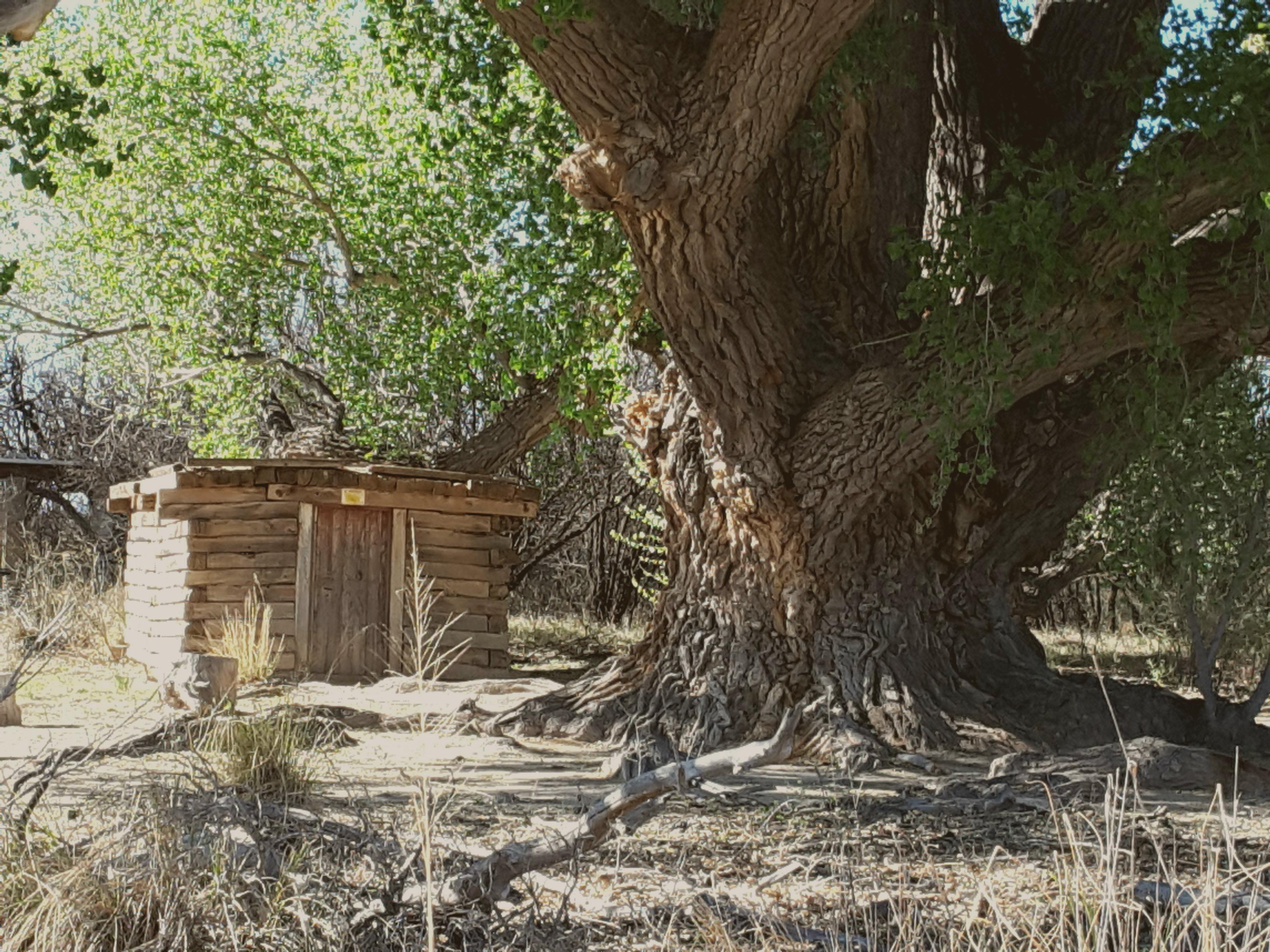 Took a pic of this giant cottonwood on the San Pedro River near Bisbee