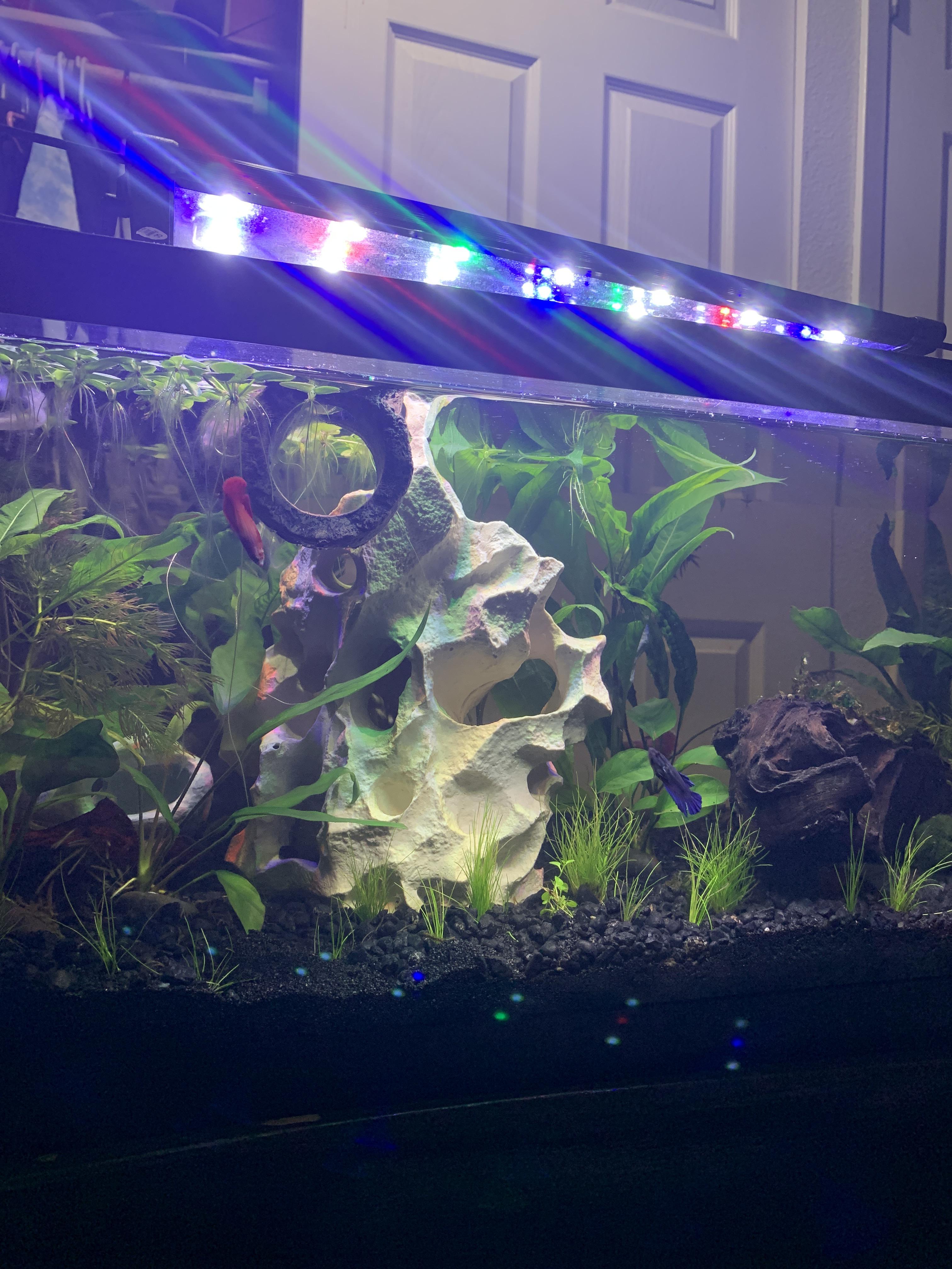 So after doing a water change, I notice a rotten eggs smell in my