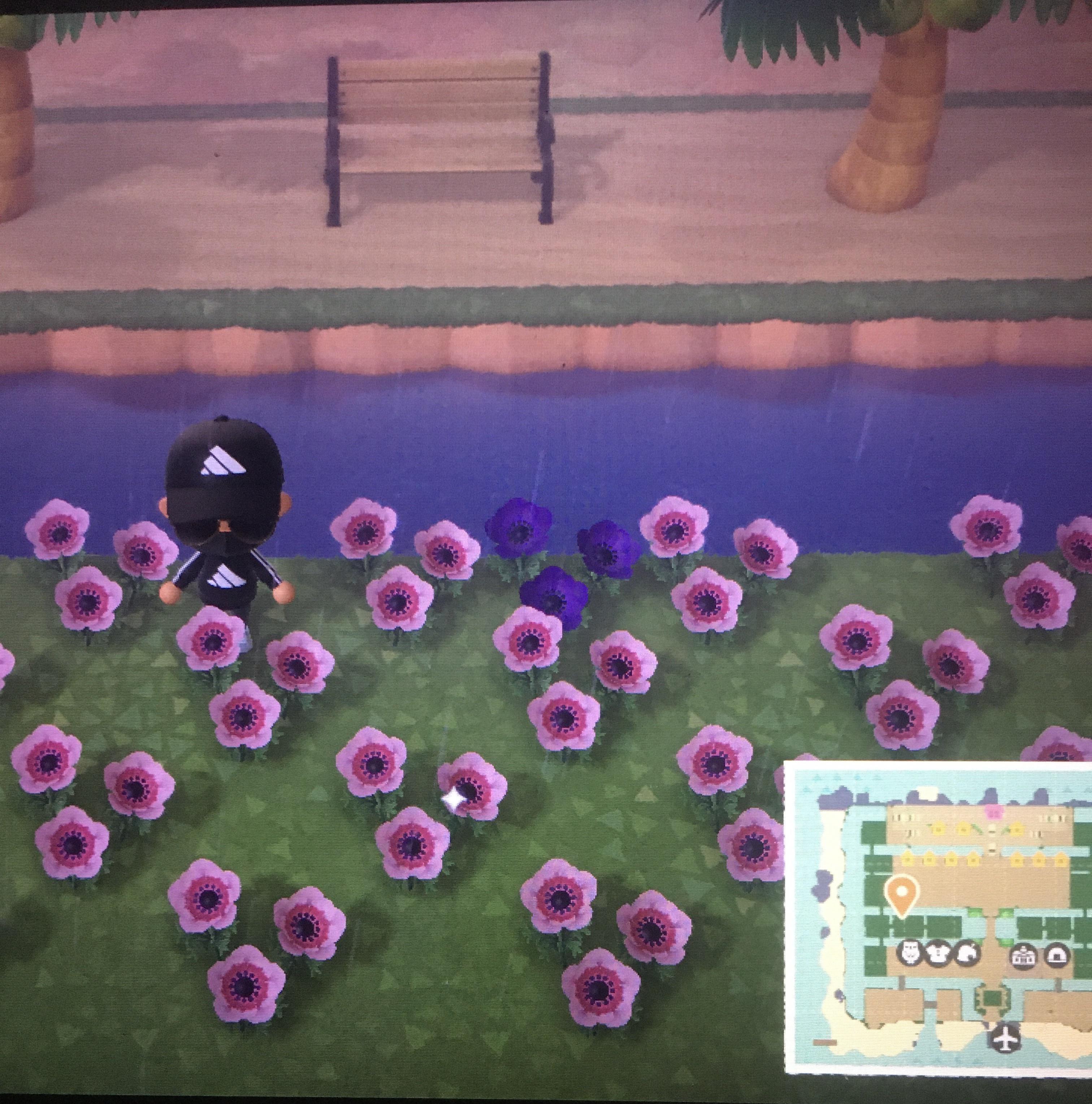 FINALLY got a purple windflower to appear. Been trying for at least 2