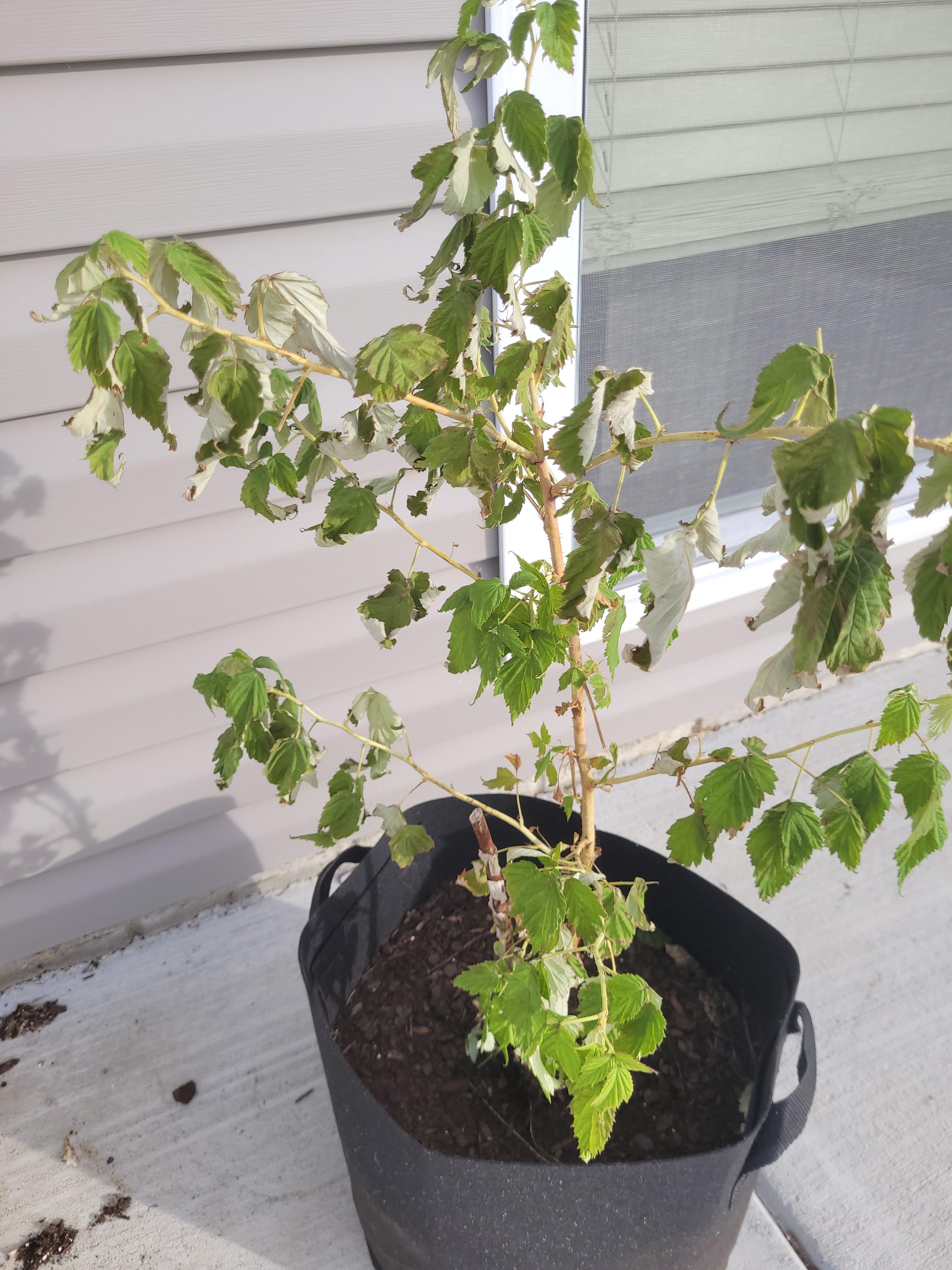How to overwinter a potted raspberry plant r/gardening