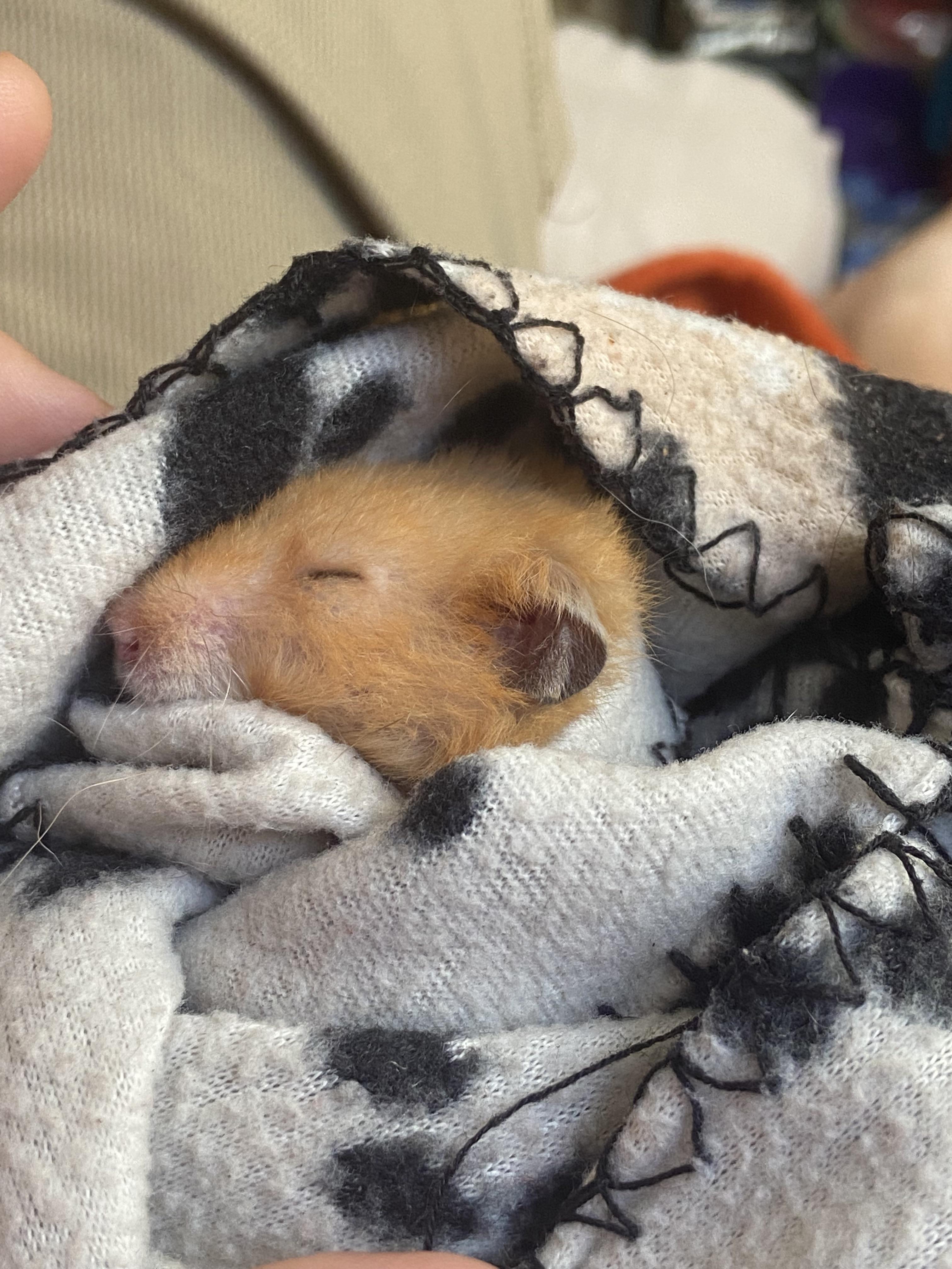 He loves his blanket r/hamsters