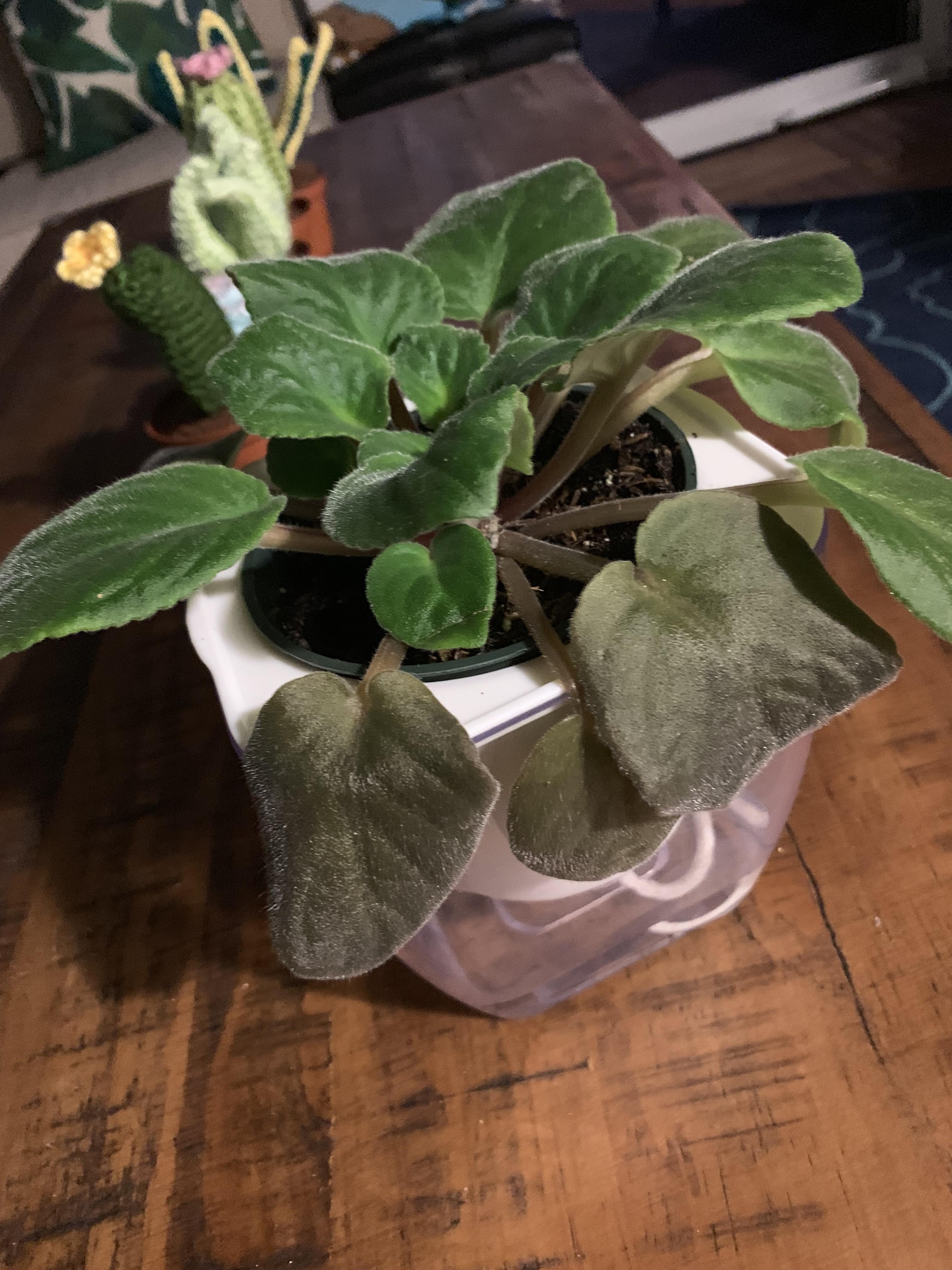 My first African violet and it’s lower leaves are turning reddish brown
